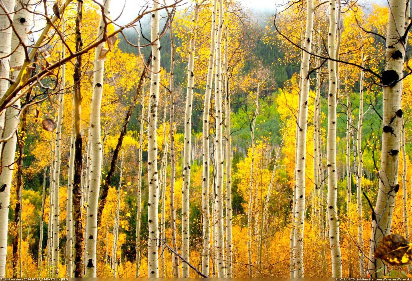 #Dad #Color #Changing #Aspen #Colorado #Fall [Earthporn] Aspen, Colorado[1024x697]. Taken for the Fall Color Changing by my dad. Pic. (Obraz z album My r/EARTHPORN favs))