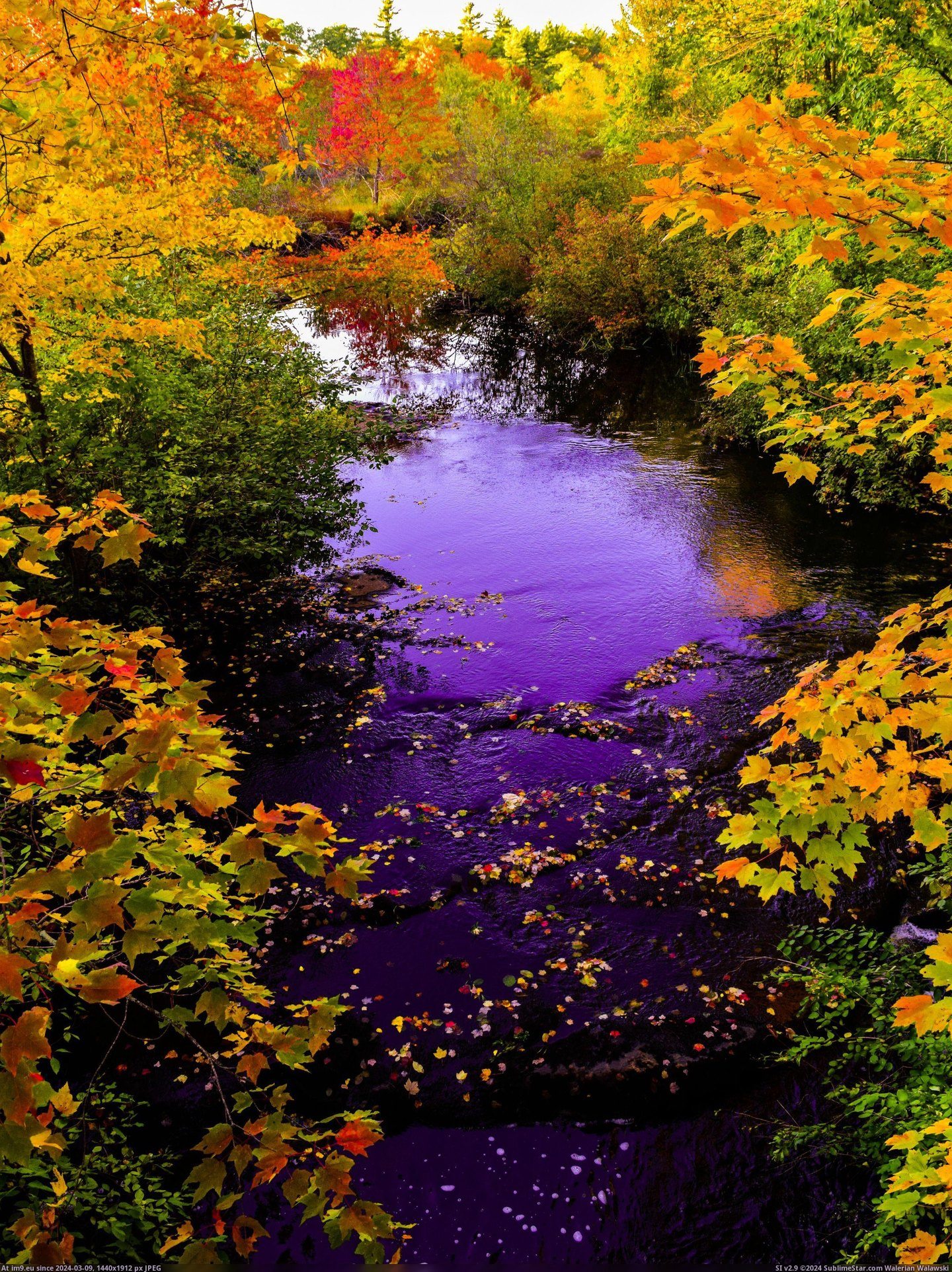 #Maine #Autumn #Stream [Earthporn] Autumn Maine stream [oc] [4000x5330] Pic. (Obraz z album My r/EARTHPORN favs))