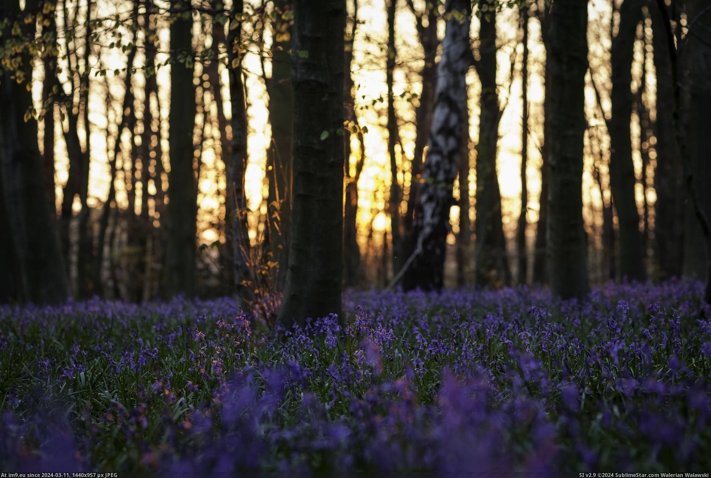 #Sunset #Bluebells #England [Earthporn] Bluebells at sunset, Nottinghamshire, England.  [4861x3241] Pic. (Image of album My r/EARTHPORN favs))