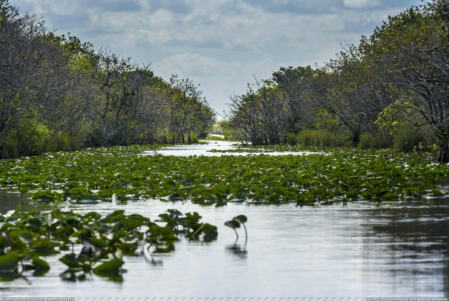  #Endless  [Earthporn] Endless Everglades [FL] [3600x2400] Pic. (Image of album My r/EARTHPORN favs))