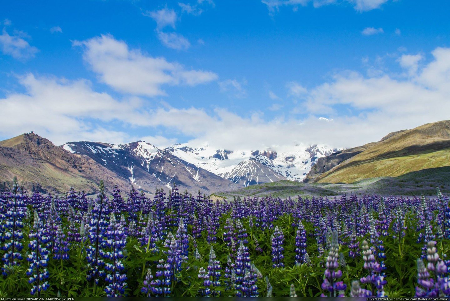 #Mountain #Field #2048x1366 #Lupine #Icelandic [Earthporn] Icelandic Lupine Field W-Mountain Backdrop Outside of Kálfafell  [2048x1366] Pic. (Изображение из альбом My r/EARTHPORN favs))