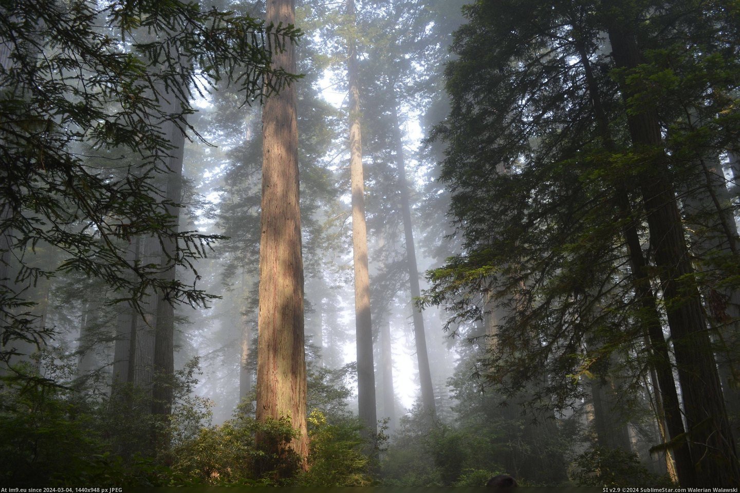 #Park #National #Grove #Redwood #Johnson #Lady #Bird [Earthporn] Lady Bird Johnson Grove - Redwood National Park [4928  Pic. (Изображение из альбом My r/EARTHPORN favs))