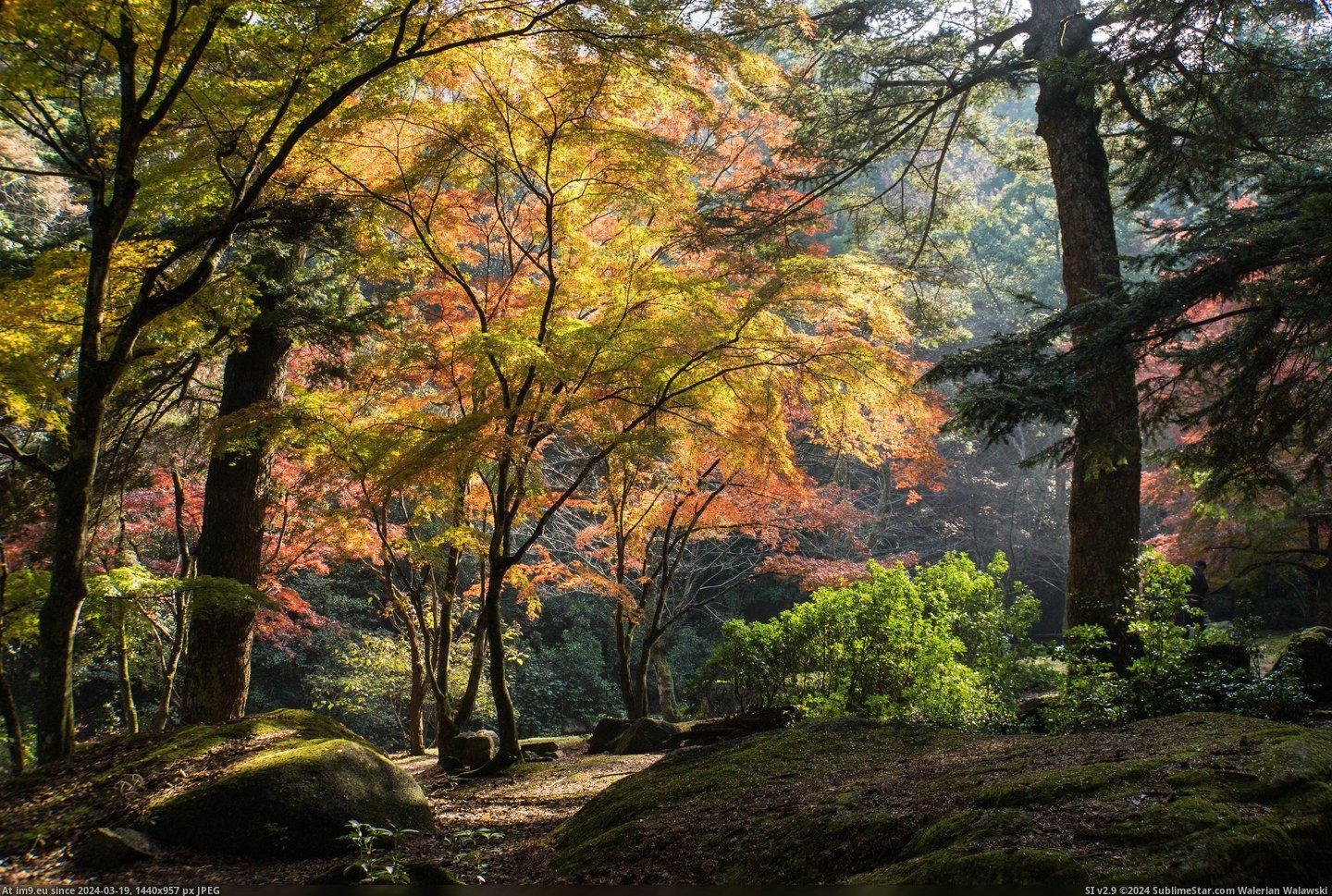 #Photo #Island #Japan #6000x4000 #Streaming #Light #Fall #Leaves [Earthporn] Light streaming through the fall leaves on Miyajima Island, Japan [OS] [6000x4000] crossposted from JapanPics, photo Pic. (Obraz z album My r/EARTHPORN favs))