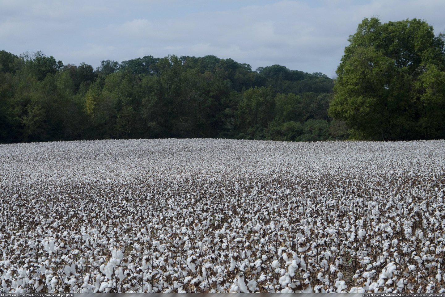 #Alabama  #Cotton [Earthporn] Little different EarthPorn, Alabama Cotton. [4917x3257][OC] Pic. (Image of album My r/EARTHPORN favs))