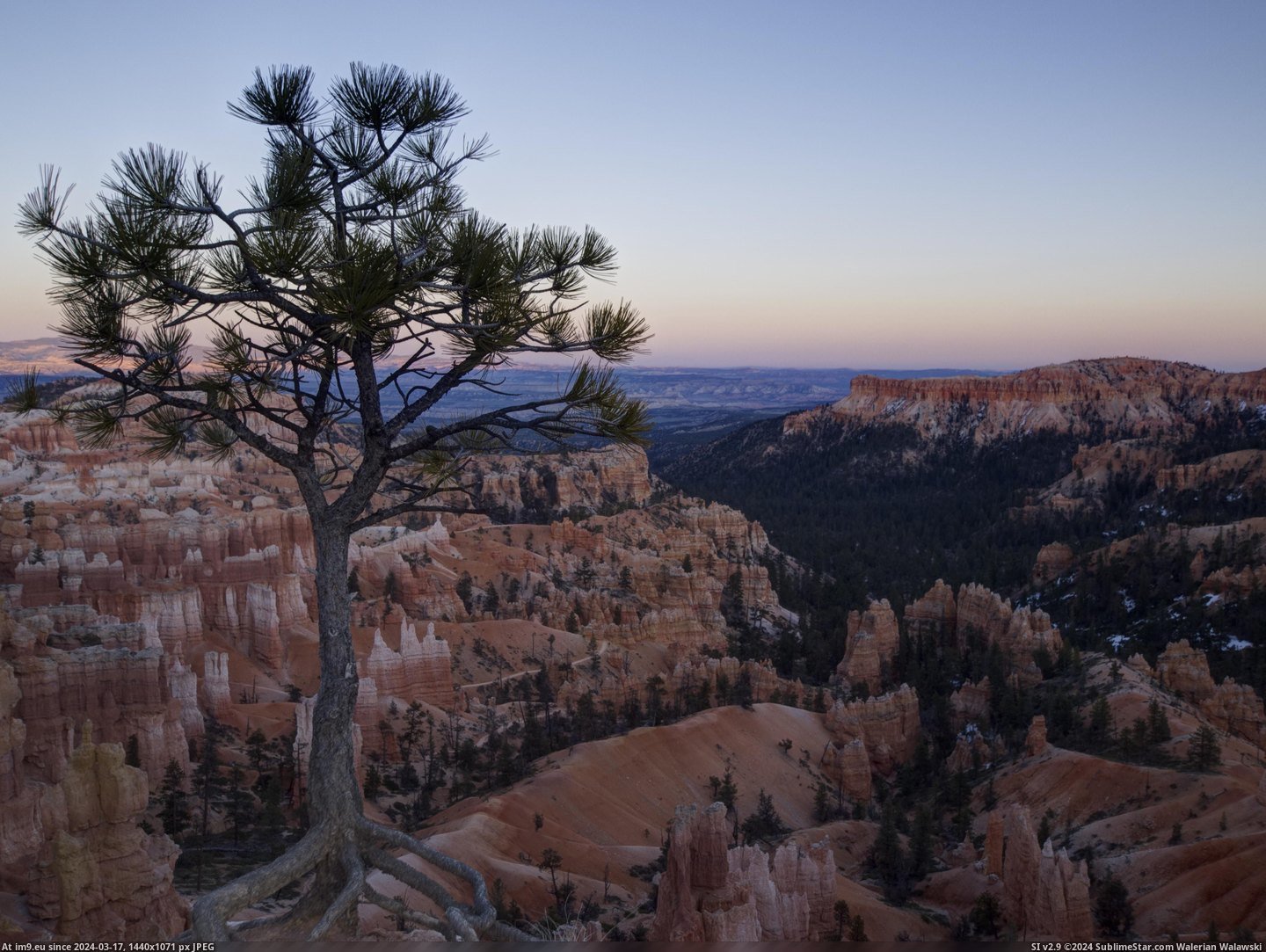 #Canyon #Utah #Lone #Bryce #Pine [Earthporn] Lone pine in Bryce Canyon, Utah  [3999x2986] Pic. (Obraz z album My r/EARTHPORN favs))