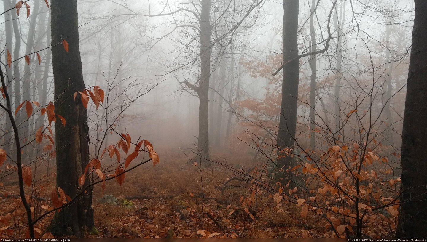 #Afternoon #Woods #Northeastern #Pennsylvanian #Slenderman #Autumn #Misty [Earthporn] Misty, Autumn Afternoon in Northeastern Pennsylvanian Woods [4160 x 2340] [OC] Pic. (Изображение из альбом My r/EARTHPORN favs))