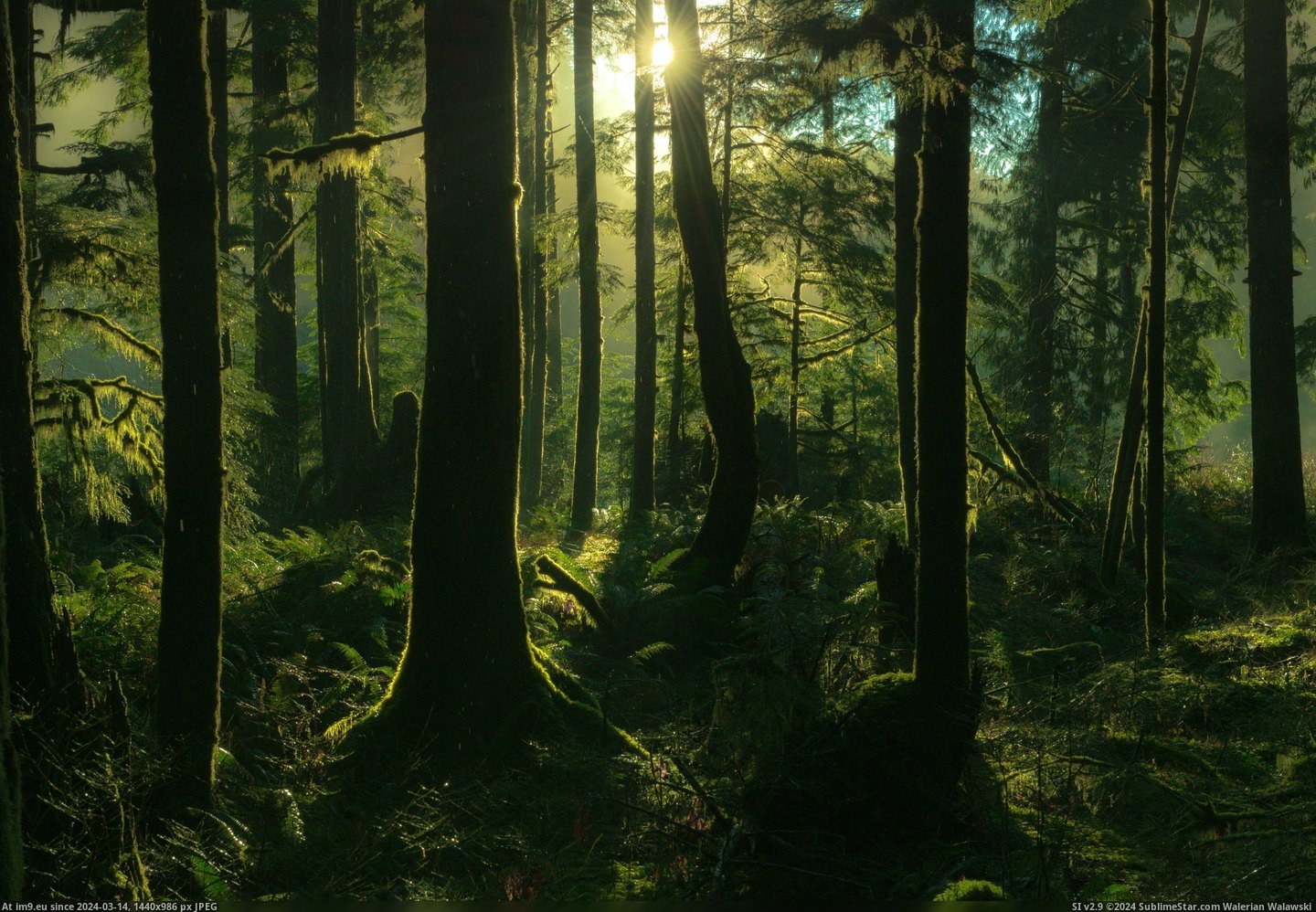 #North #Forest #Cascades #Northwest #Washington #Misty [Earthporn] Misty Northwest Forest - North Cascades, Washington [3834x2637] Pic. (Image of album My r/EARTHPORN favs))