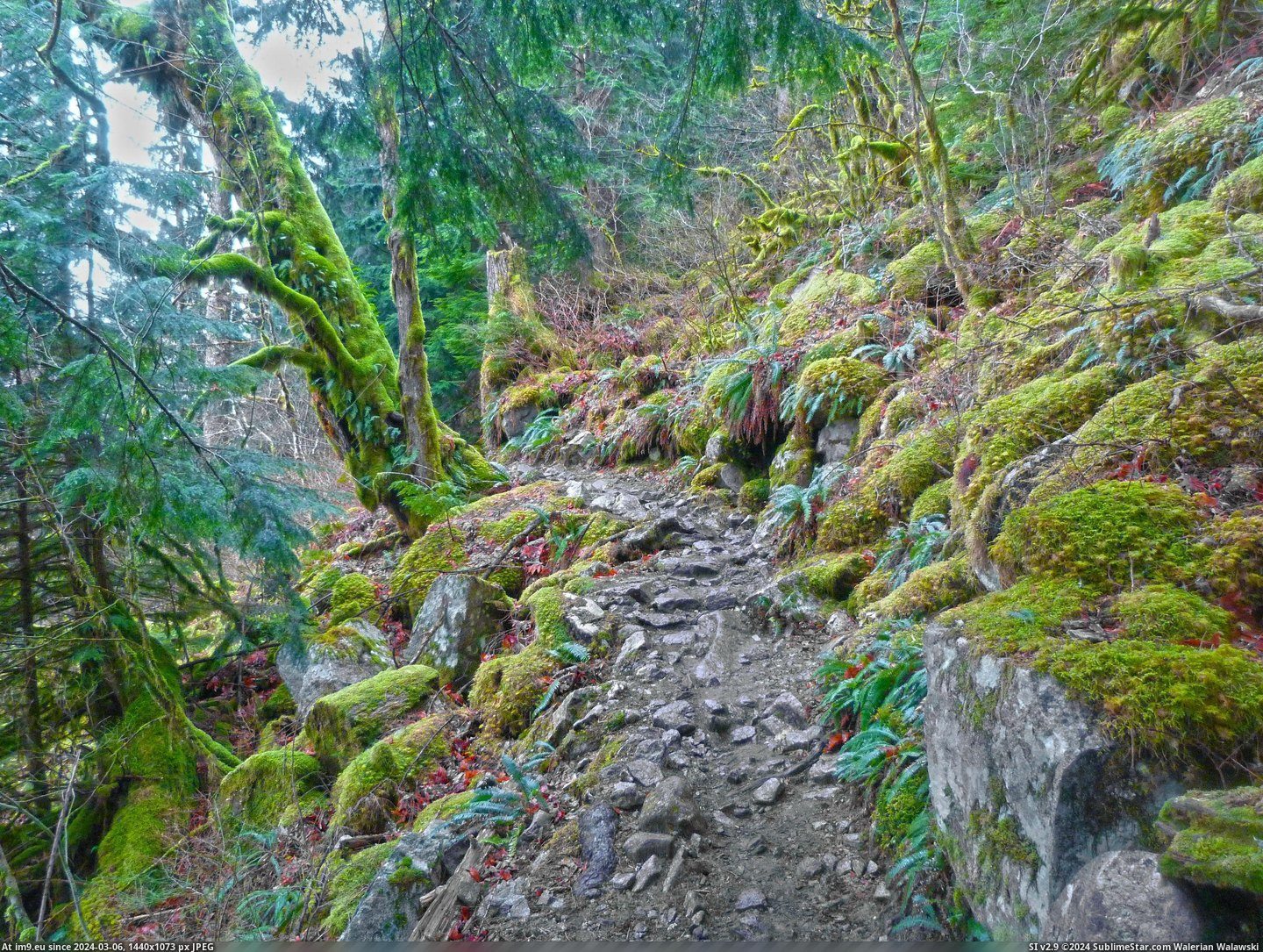 #Falls #Washington #Bridal #Mossy #Trail #2592x1944 [Earthporn] Mossy Trail near Bridal Veil Falls, Washington  [2592x1944] Pic. (Image of album My r/EARTHPORN favs))