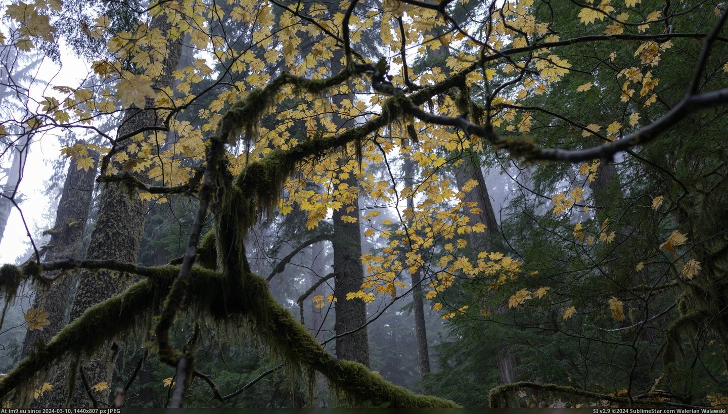 #Old #Rainier #Growth #Forest [Earthporn] Old Growth Forest of Mt. Rainier, WA. [OC][6000 x 3376] Pic. (Bild von album My r/EARTHPORN favs))