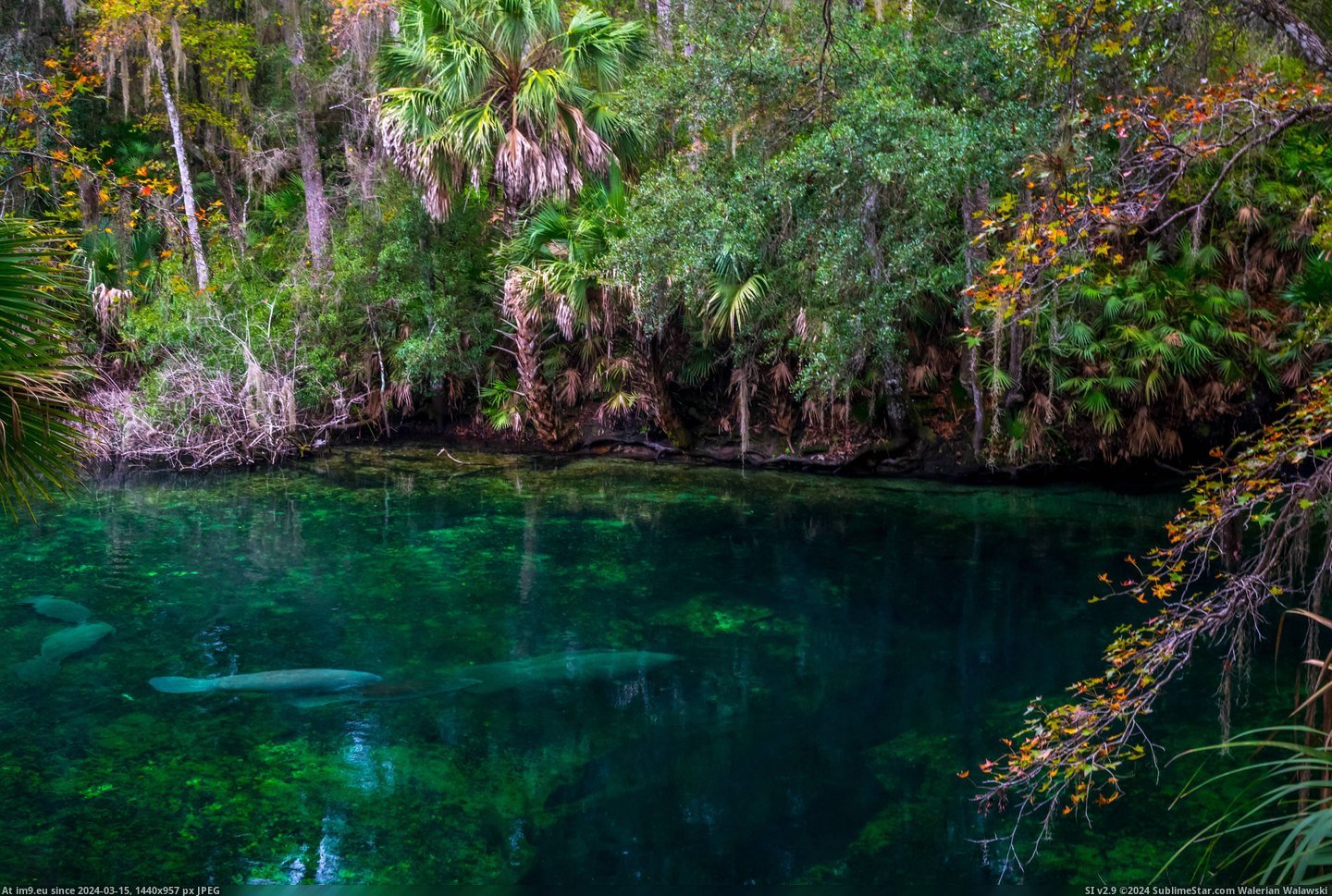 #Blue #Spring #Springs #Florida #Opening [Earthporn] Opening of the Spring, Blue Springs, Florida [4000x6000] [OC] Pic. (Bild von album My r/EARTHPORN favs))