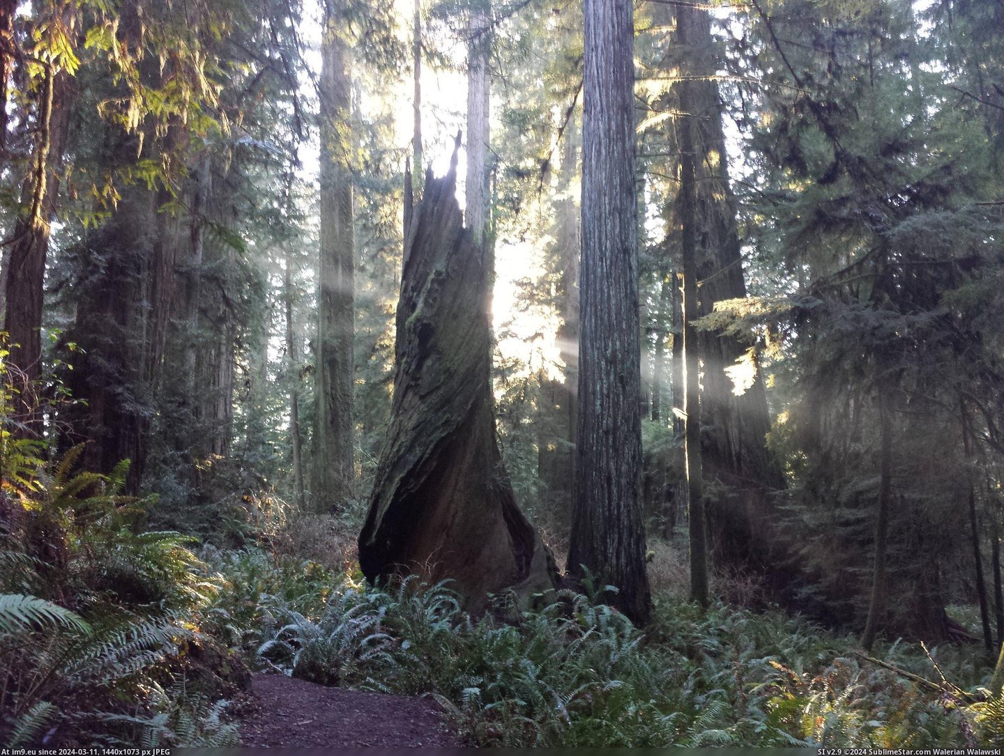 #Park #California #Prairie #Redwoods #State #Creek [Earthporn] Prairie Creek Redwoods California State Park  [4128x3096] Pic. (Image of album My r/EARTHPORN favs))