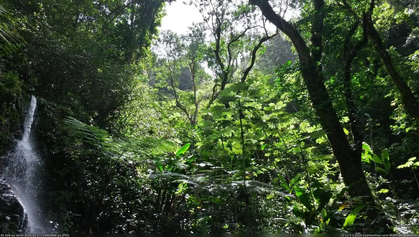 #Puerto  #Rico [Earthporn]  Rainforest near Patillas, Puerto Rico [2611x1469] Pic. (Image of album My r/EARTHPORN favs))