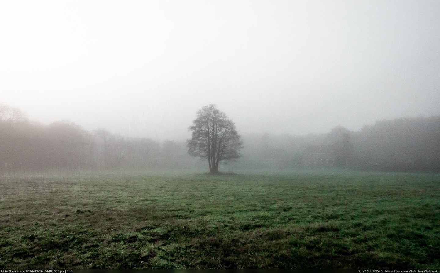 #Tree #Fog #Netherlands #Single [Earthporn]  Single Tree in the Fog [4068x2595] [Netherlands] Pic. (Image of album My r/EARTHPORN favs))