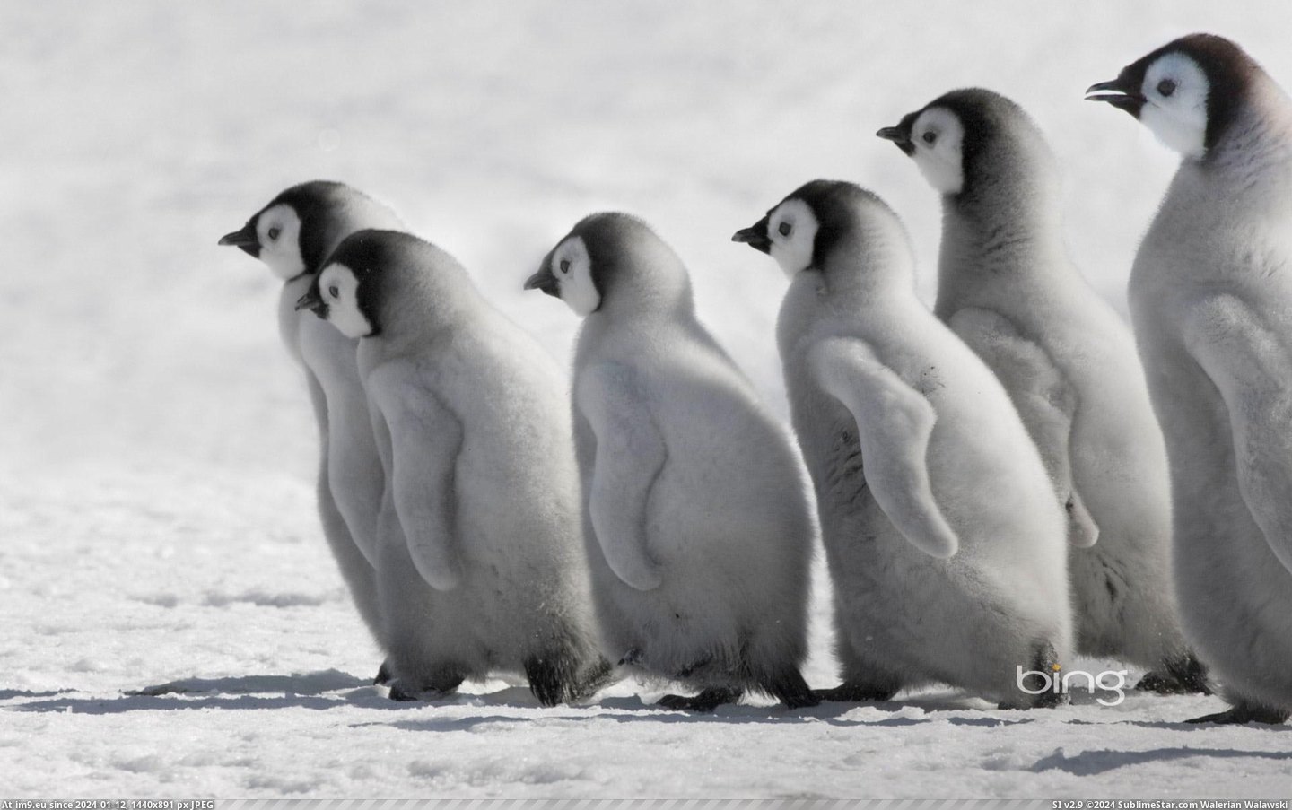 Emperor penguin chicks on ice, Snow Hill Island, Antarctica (©Alamy) (in December 2012 HD Wallpapers)