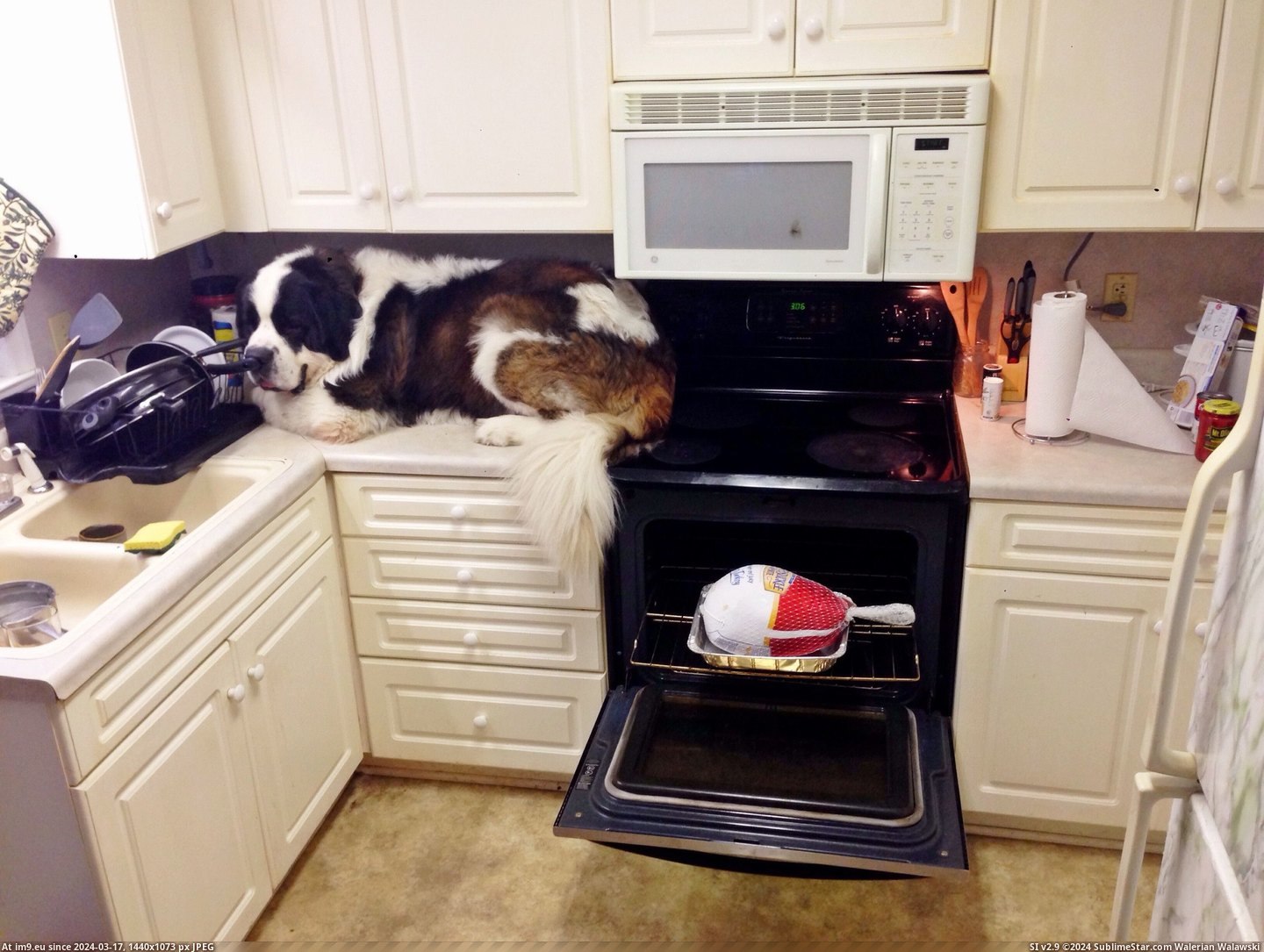 #Funny #Had #Him #Counter #Habit #Jub #Weirdo #Caught #Laying #Realize [Funny] After I caught him on the counter, I started to realize Jub Jub has always had a habit of laying down like a weirdo. 12 Pic. (Изображение из альбом My r/FUNNY favs))