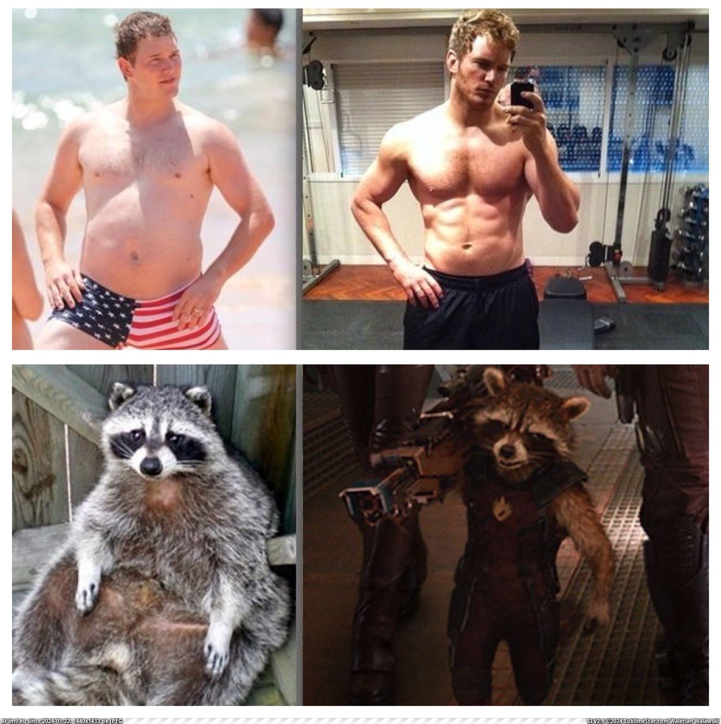 #Funny #One #Isn #Guardians #Pratt #Worked #Chris #Galaxy [Funny] Chris Pratt isn't the only one who worked out for Guardians of the Galaxy Pic. (Obraz z album My r/FUNNY favs))
