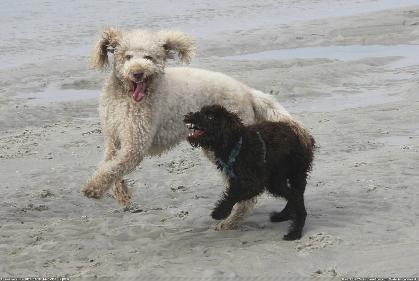 #Funny #Photo #Beach #Get #Dogs #Was #Good [Funny] I was just trying to get a good photo of the dogs on the beach Pic. (Obraz z album My r/FUNNY favs))