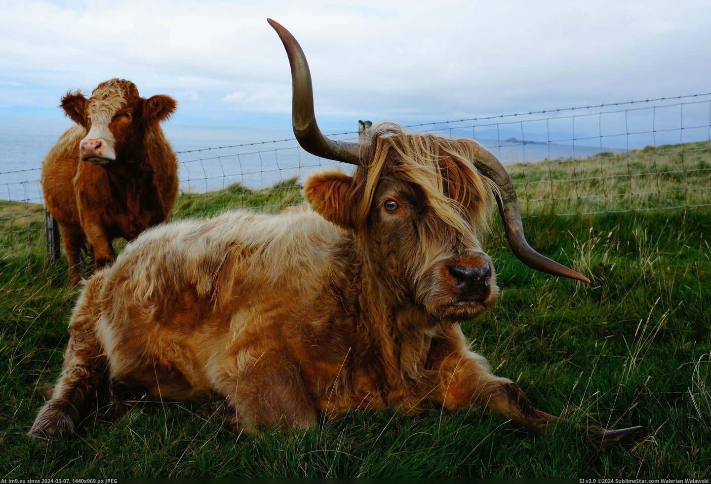 #Funny #Meet #Crazy #Kurt #Cowbain #Skye #Cow #Isle [Funny] Meet Kurt Cowbain, the crazy cow from the Isle of Skye. Pic. (Bild von album My r/FUNNY favs))