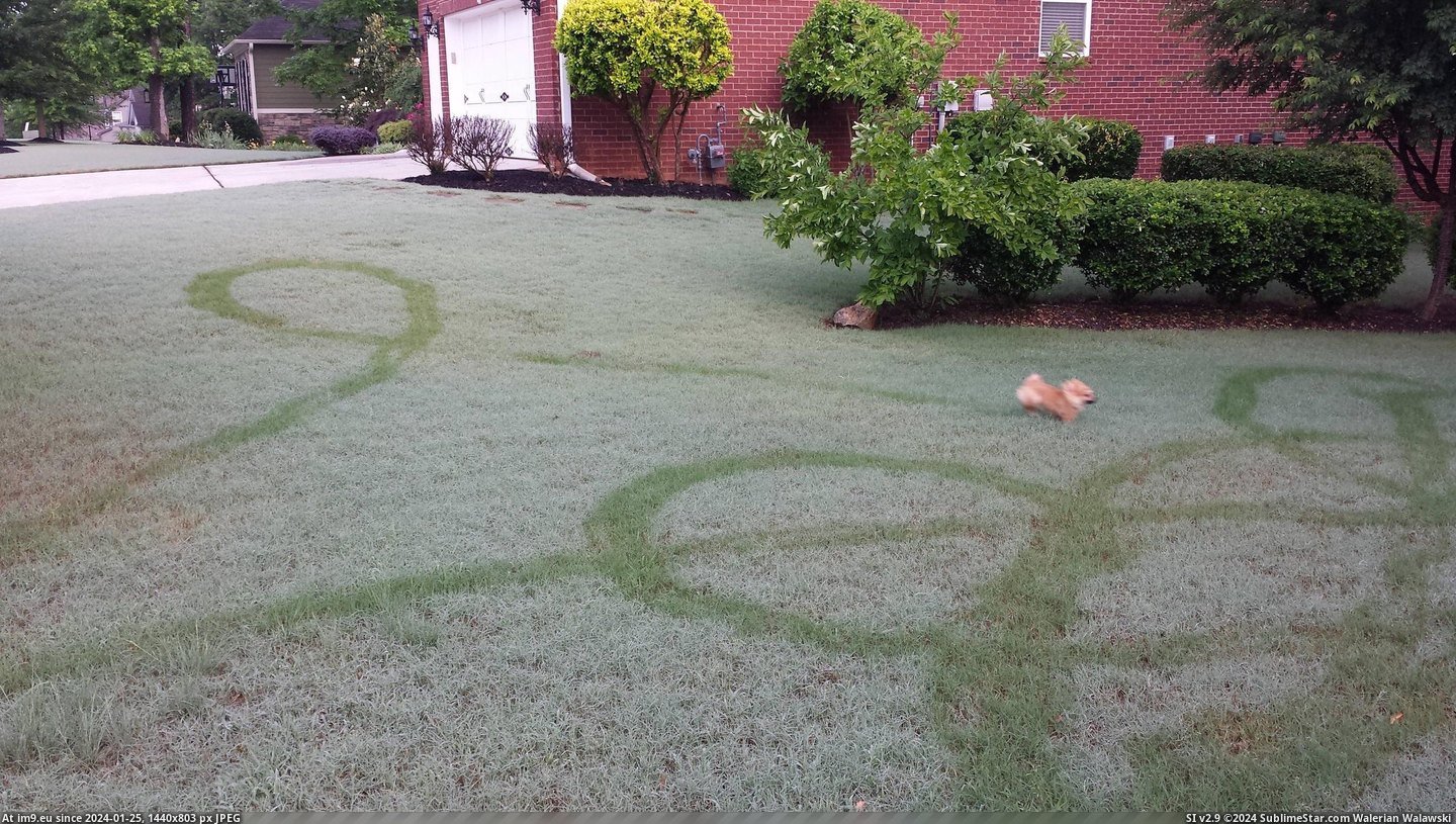 #Funny #Morning #Dog #Captured #Dew #Run #Perfectly #Freedom [Funny] The morning dew perfectly captured my dog's erratic freedom run. Pic. (Image of album My r/FUNNY favs))