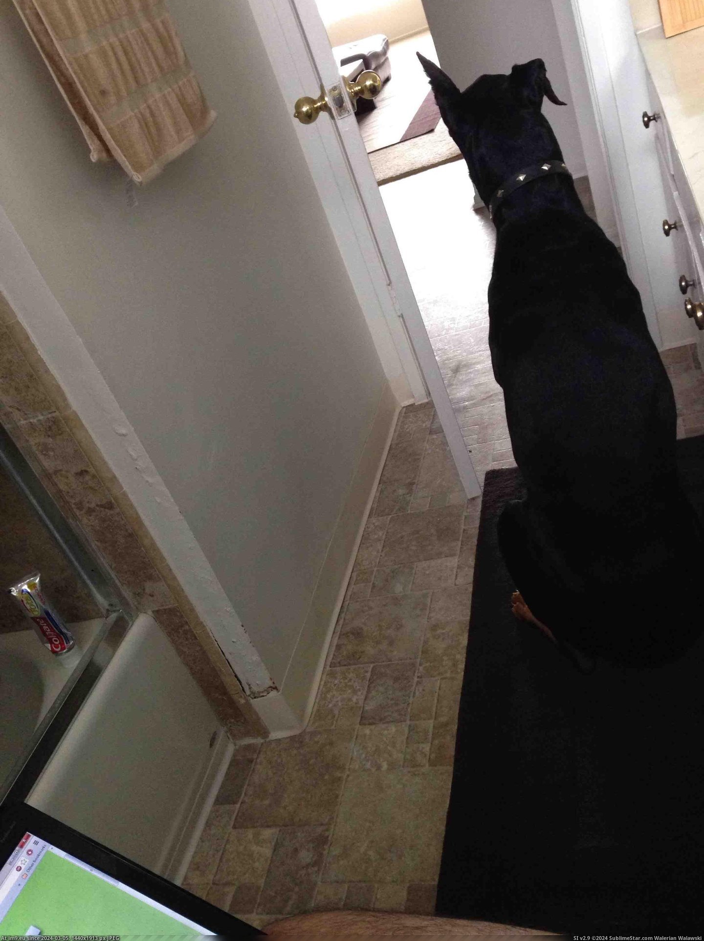 #Funny #Now #Parent #Pooping #Doberman #Thanksgiving #Security [Funny] Took my parent's Doberman home after Thanksgiving. I now have security while pooping. Pic. (Image of album My r/FUNNY favs))
