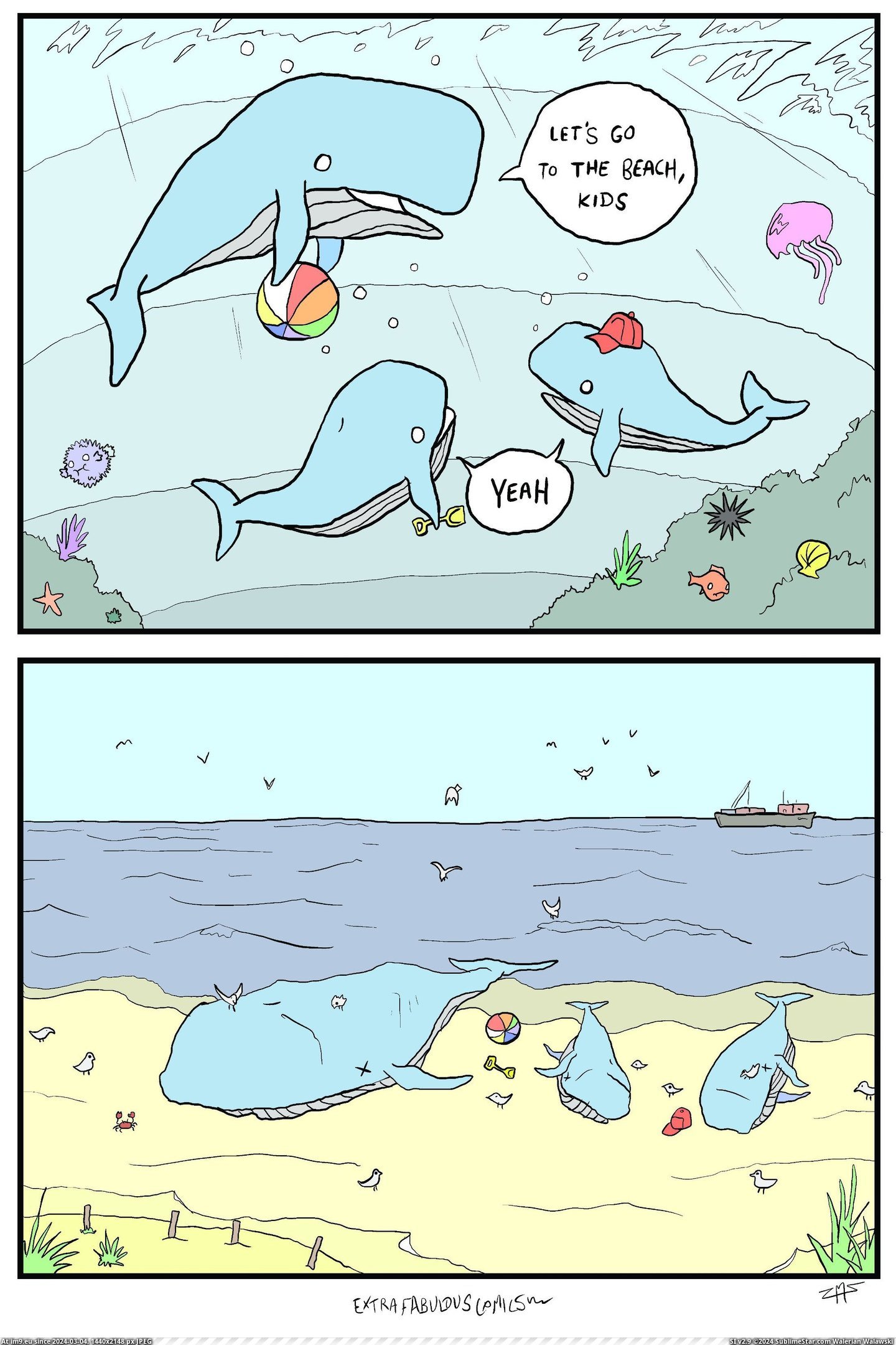 #Funny #Whale #Time [Funny] whale of a time Pic. (Obraz z album My r/FUNNY favs))