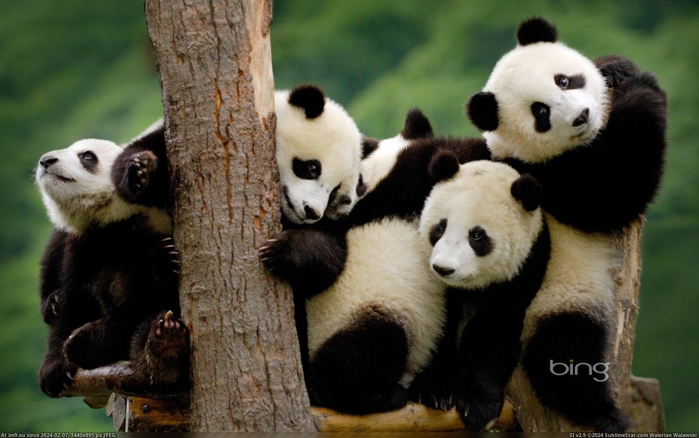 Giant panda cubs at the Wolong National Nature Reserve in Sichuan Province, China (Bing) 2013-03-11 (in Best photos of March 2013)