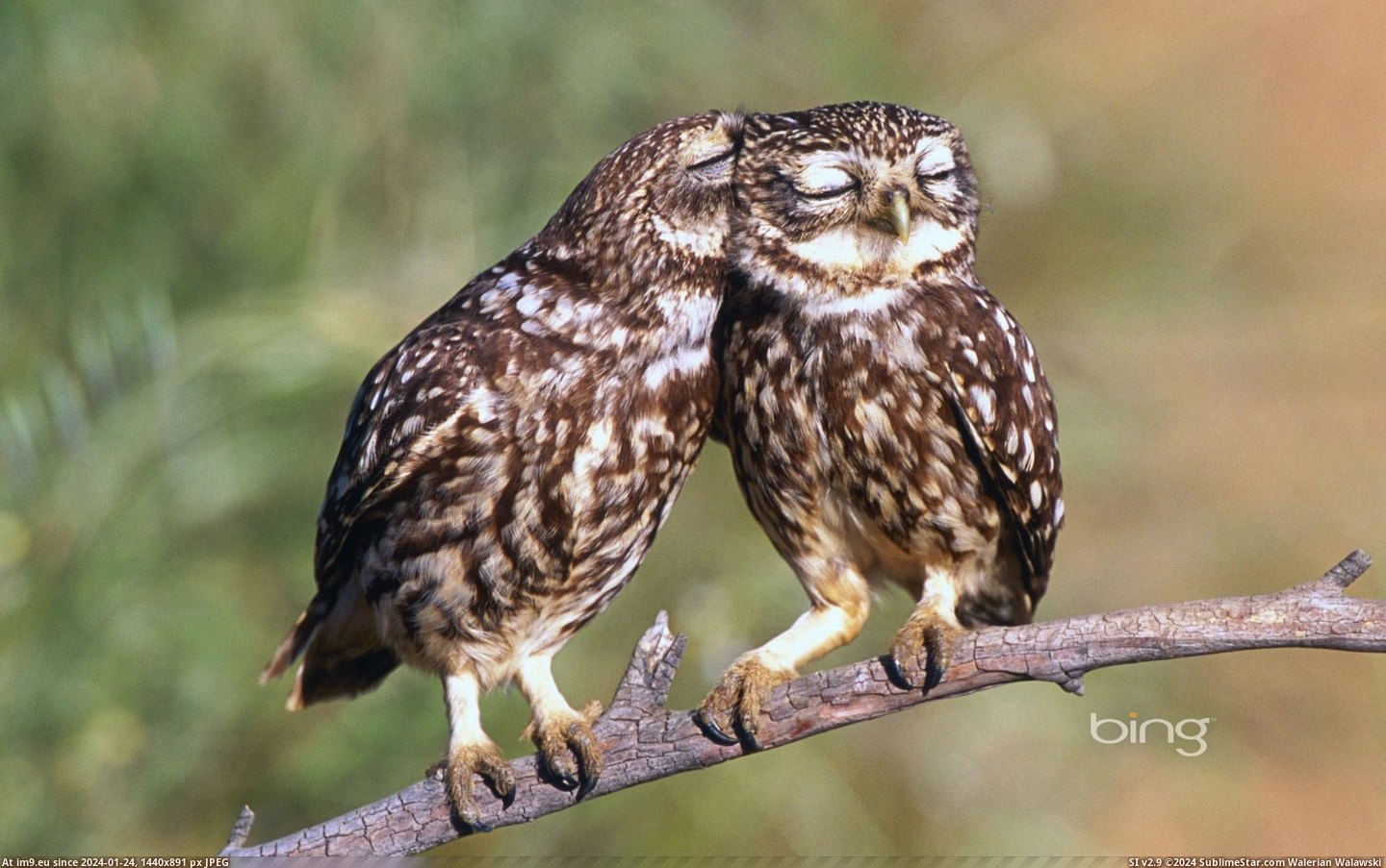 Little owls (Athene noctua) roost in Extremadura, Spain (© age fotostock) (in Best photos of February 2013)