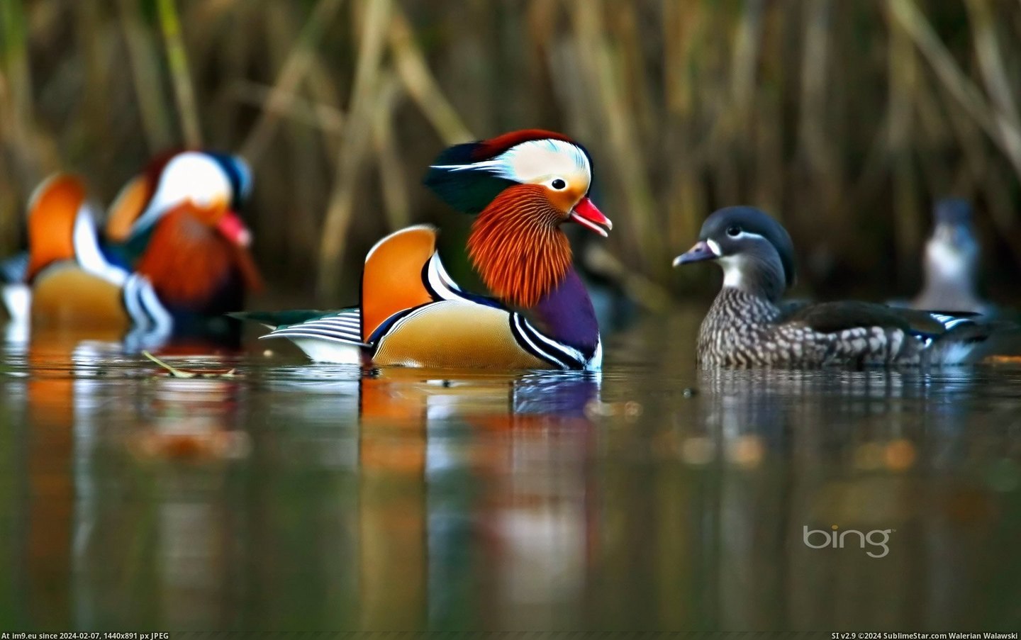 Mandarin ducks swimming in the Forest of Dean, Gloucestershire County, England (Getty Images) 2013-03-22 (in Best photos of March 2013)