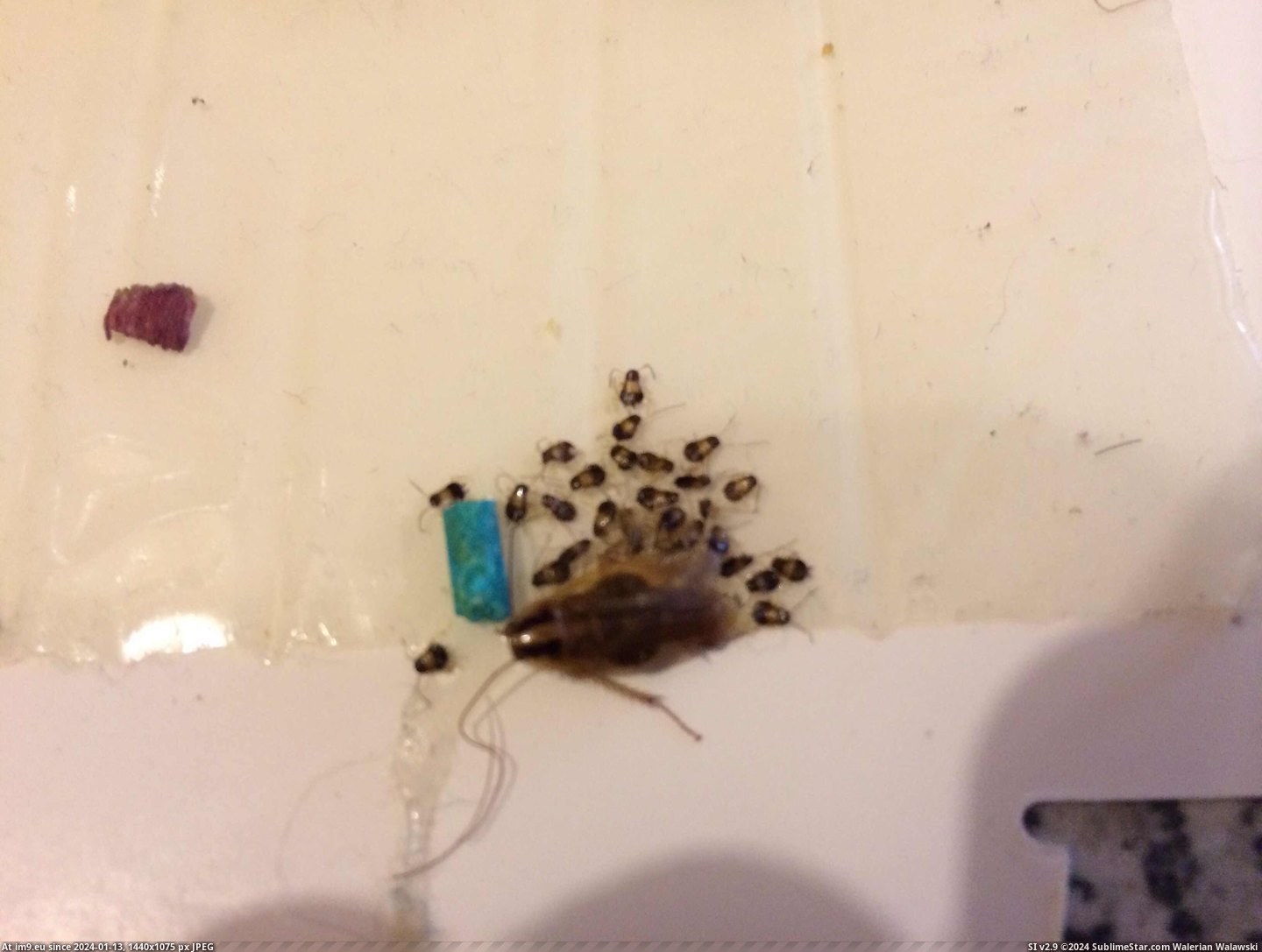 #Had #Trap #Wandered #Cockroach #Glue #German #Babies [Mildlyinteresting] A German cockroach wandered onto the glue trap then had babies Pic. (Image of album My r/MILDLYINTERESTING favs))