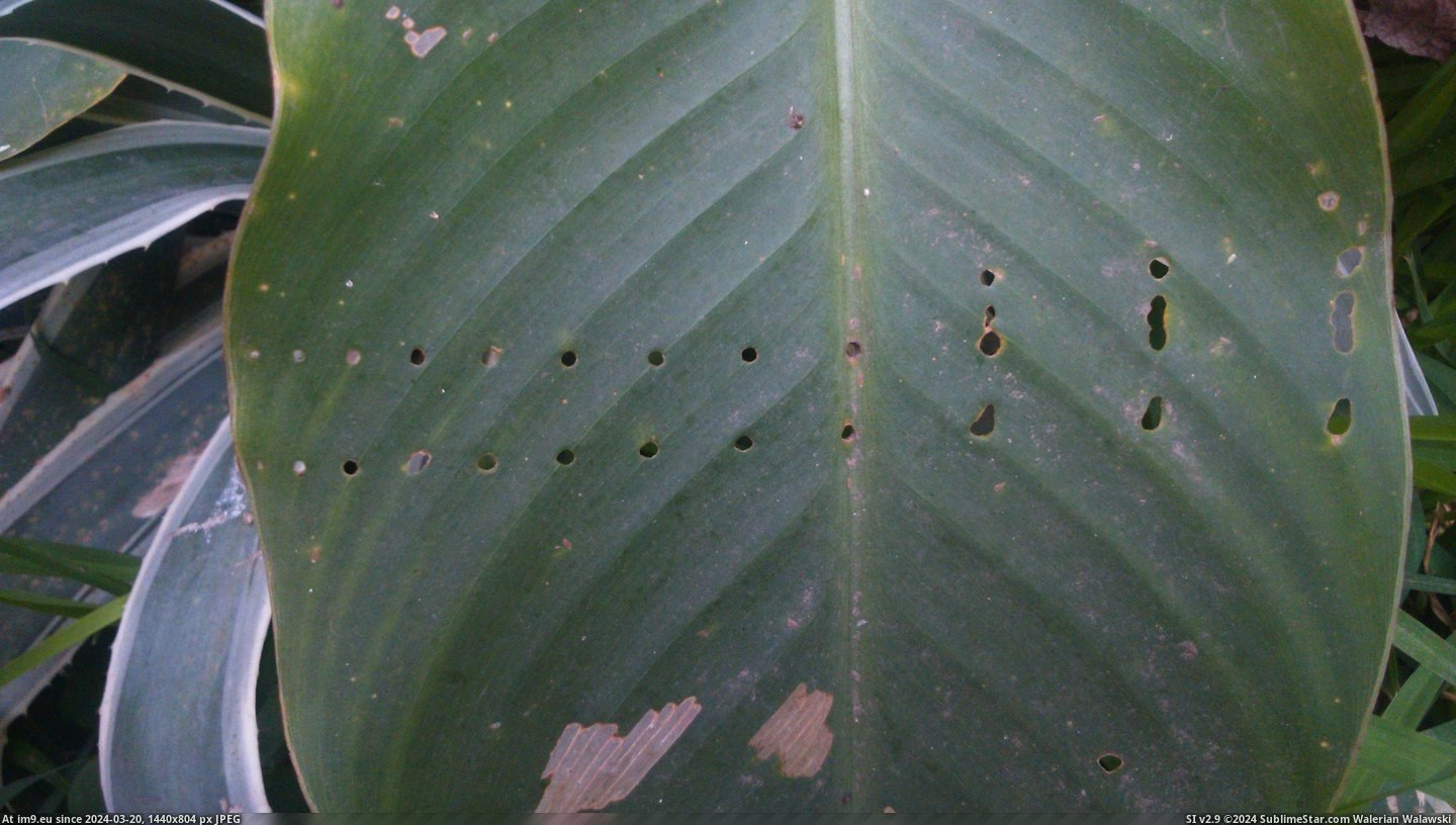 [Mildlyinteresting] Caterpillar ate this leaf in a pattern (in My r/MILDLYINTERESTING favs)