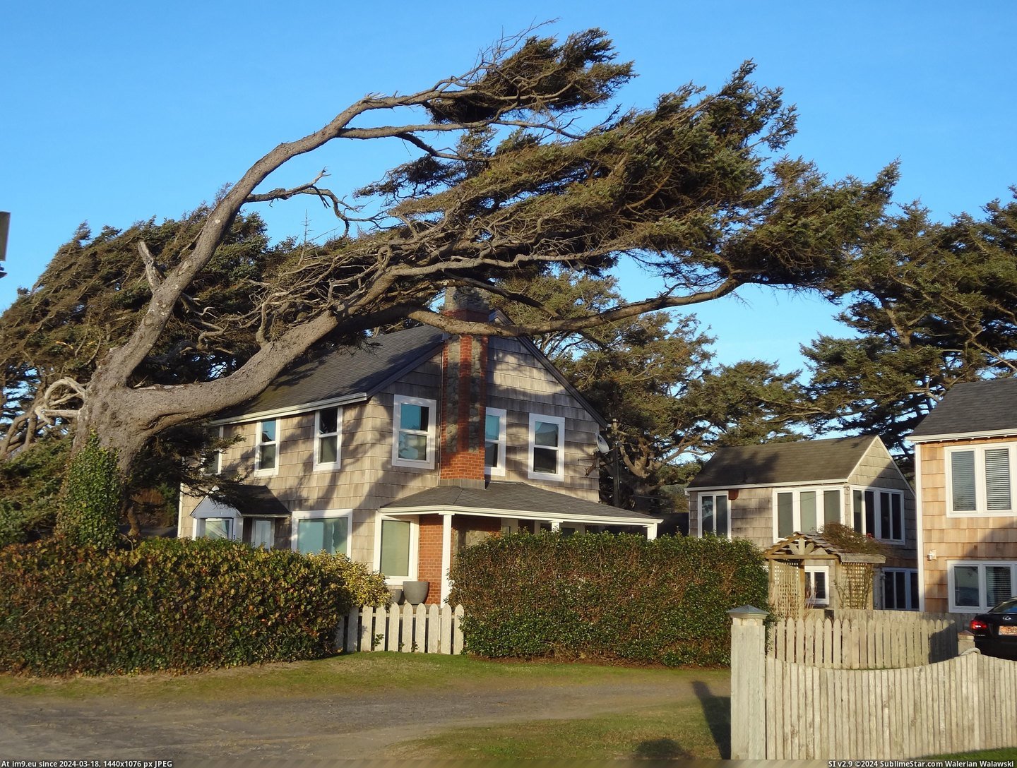 #Beach #Tree #Cannon #Winds #Constant #Oregon #Ocean #Shaped [Mildlyinteresting] Constant ocean winds have shaped this tree in Cannon Beach, Oregon. Pic. (Изображение из альбом My r/MILDLYINTERESTING favs))