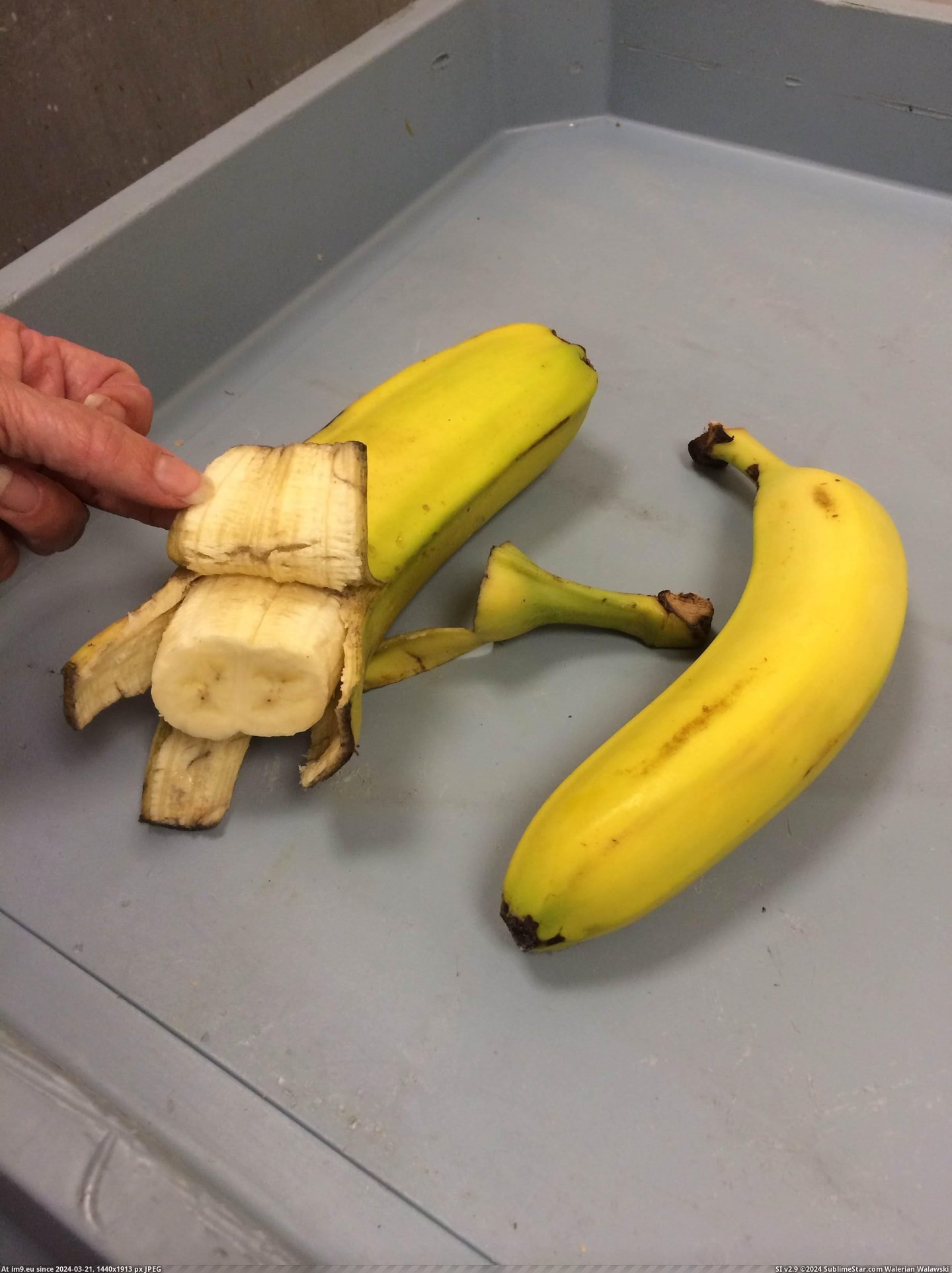 #For #Double #Added #Regular #Scale #Banana [Mildlyinteresting] Double Banana (Regular Banana added for scale) 4 Pic. (Obraz z album My r/MILDLYINTERESTING favs))