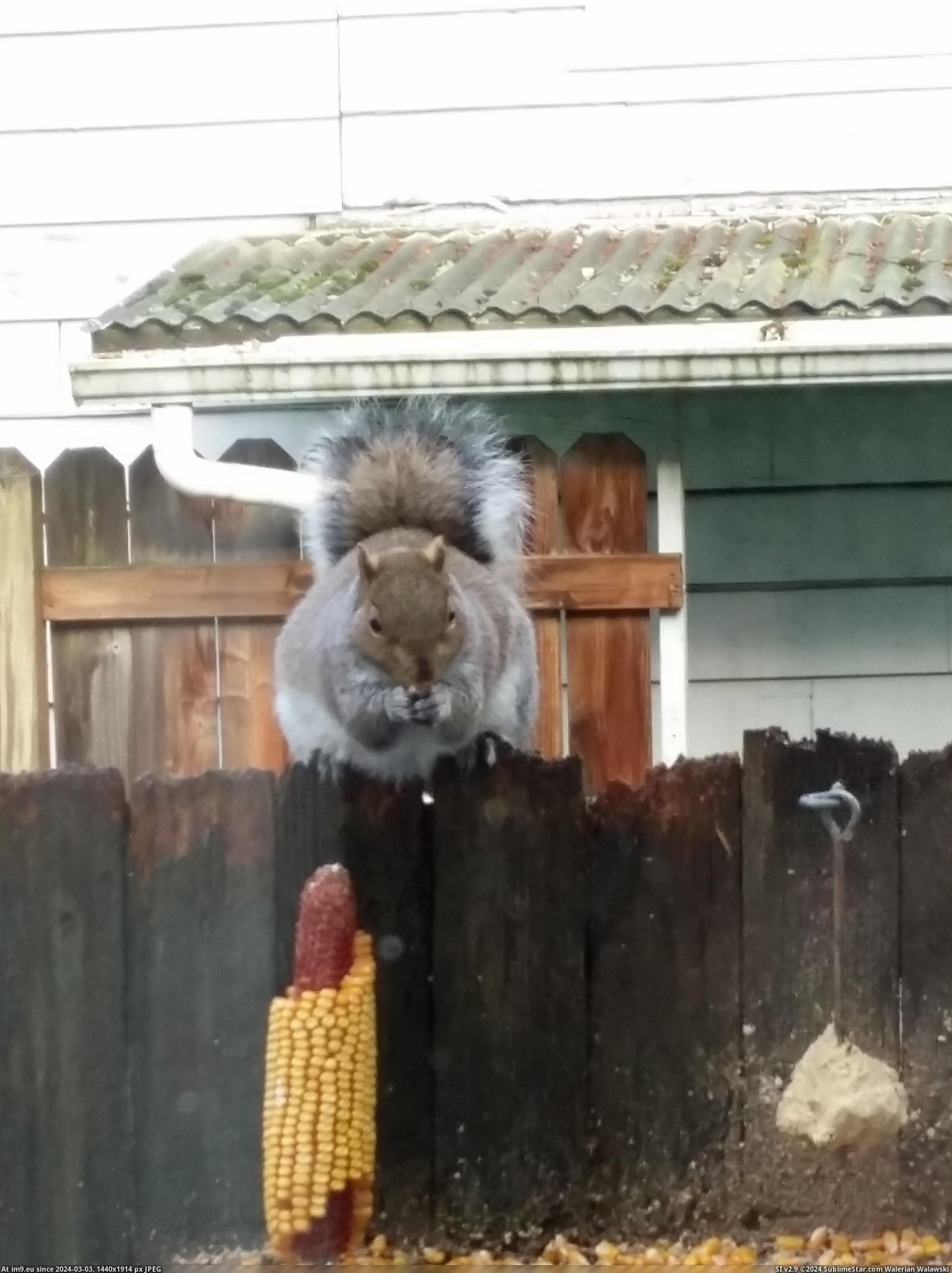 #Saw #Squirrel #Fat [Mildlyinteresting] Fat Squirrel I just saw. Pic. (Image of album My r/MILDLYINTERESTING favs))
