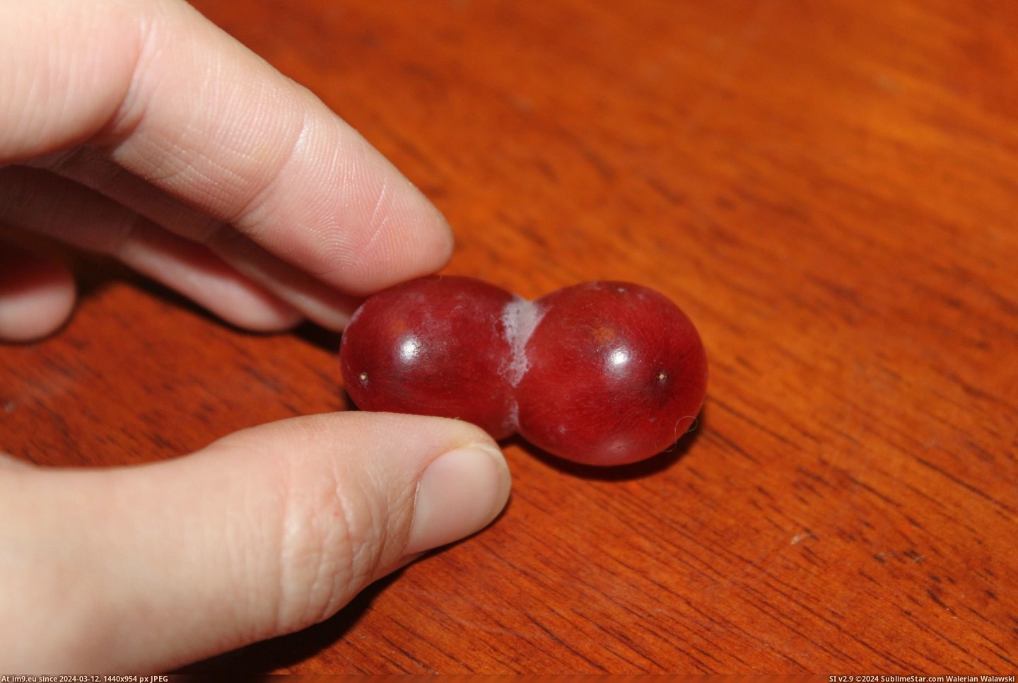 #Grapes  #Conjoined [Mildlyinteresting] I found conjoined grapes. 4 Pic. (Bild von album My r/MILDLYINTERESTING favs))