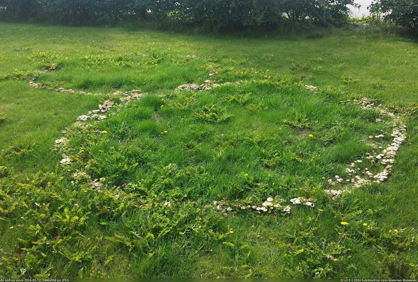 #Rings #Mushrooms #Lawn [Mildlyinteresting] I found rings of mushrooms on the lawn Pic. (Image of album My r/MILDLYINTERESTING favs))