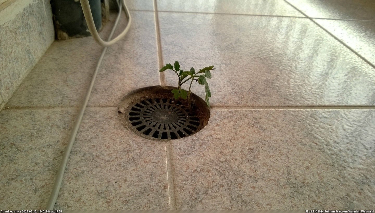 #Floor #Apartment #Grow #4th #Balcony [Mildlyinteresting] My apartment is on the 4th floor, this just grow at the balcony. Pic. (Image of album My r/MILDLYINTERESTING favs))