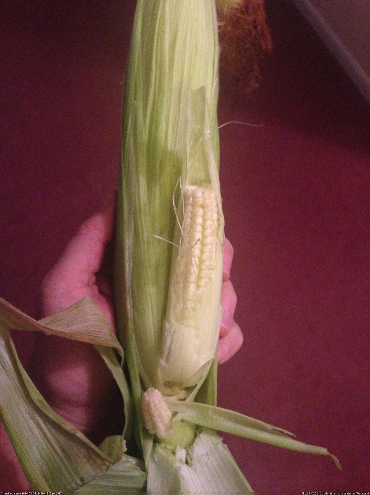 #Had #Smaller #Corn #Growing [Mildlyinteresting] My corn had a smaller and smaller corn growing inside it Pic. (Bild von album My r/MILDLYINTERESTING favs))