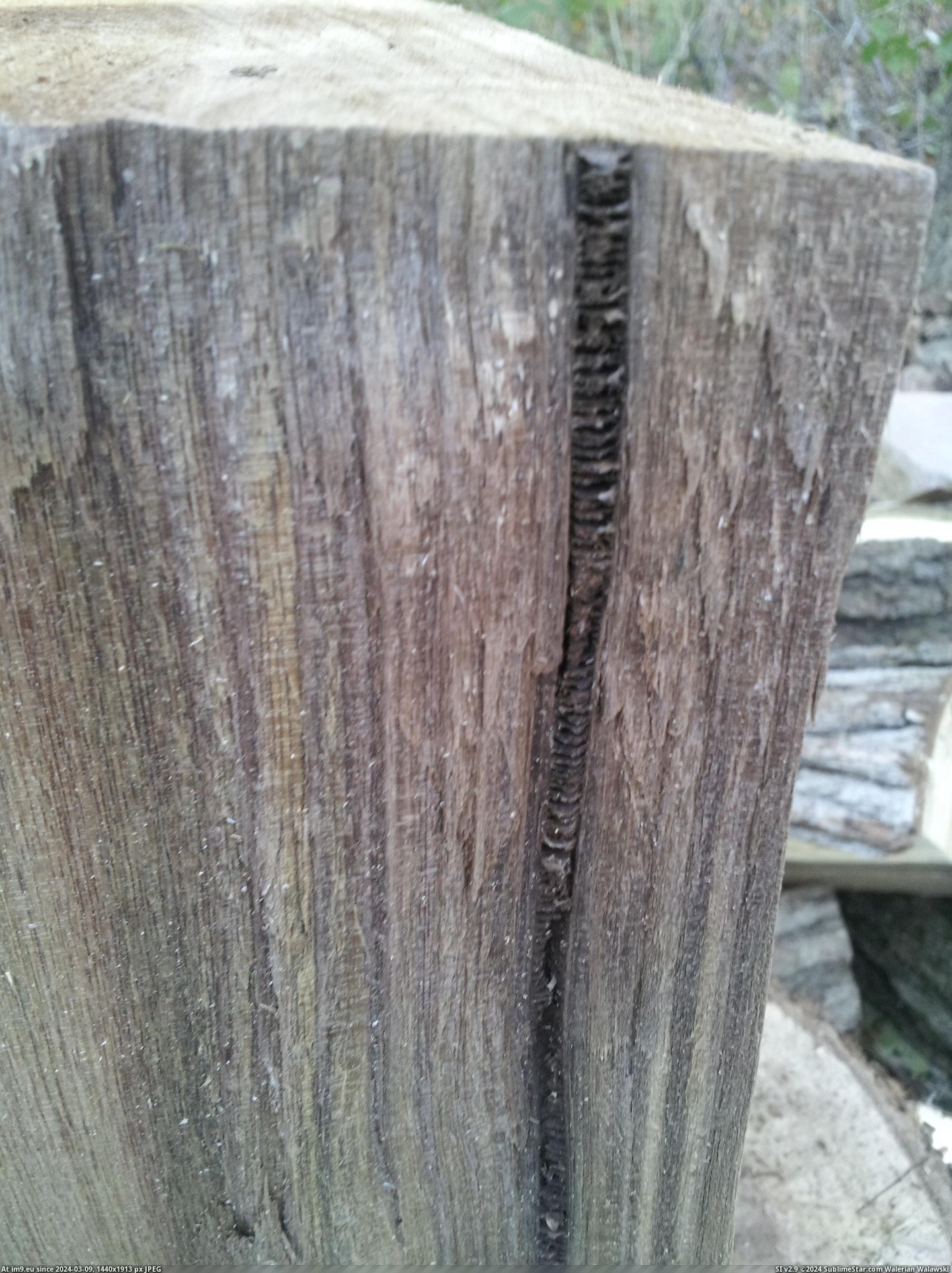 #Tree #Split #Log #Center [Mildlyinteresting] Split a log today exactly at the center of the tree. Pic. (Bild von album My r/MILDLYINTERESTING favs))