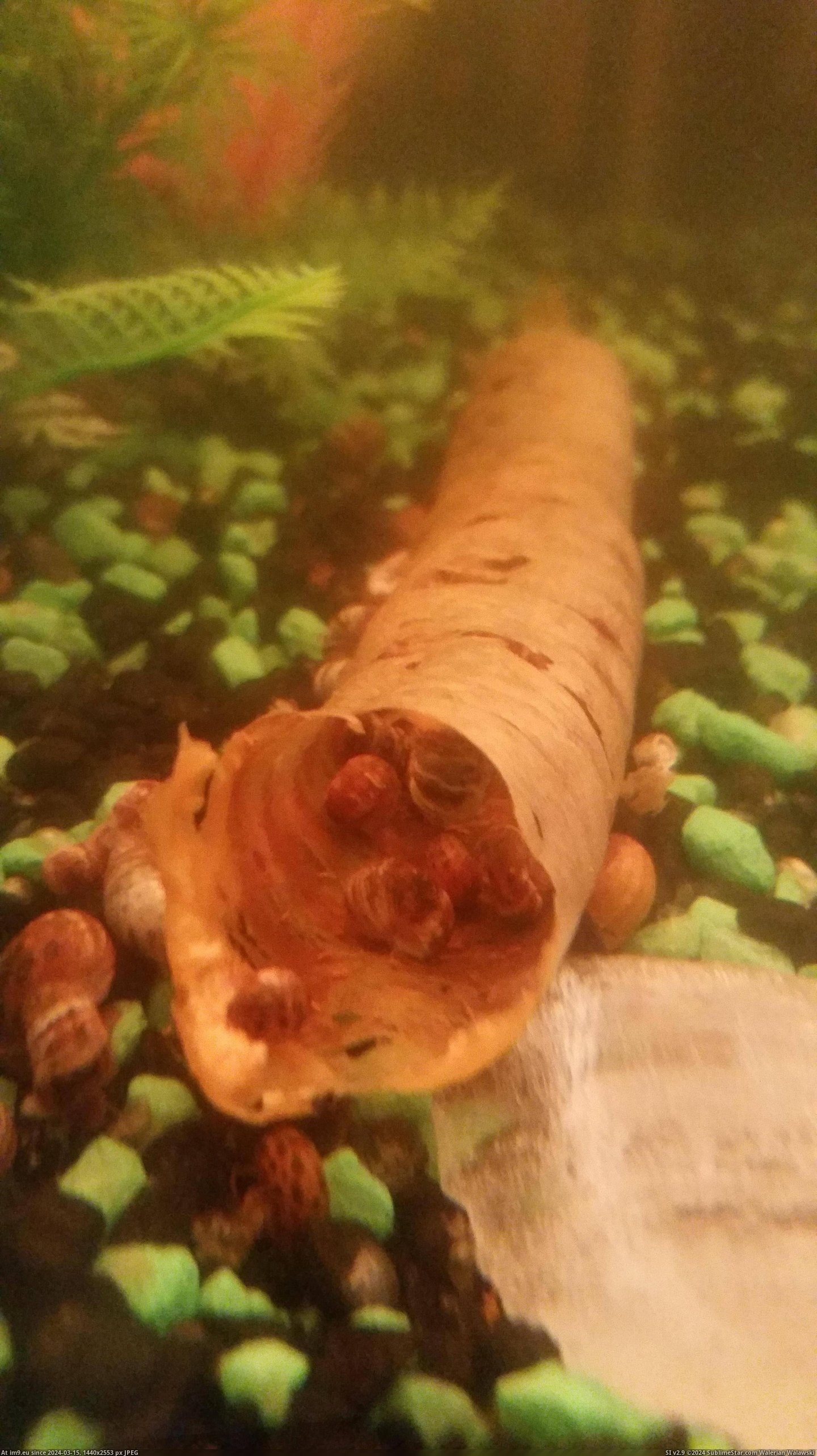 #Bit #Skin #Carrot #Snails #Eat #Aquarium [Mildlyinteresting] The snails in my aquarium will eat every bit of a carrot except for its skin. Pic. (Obraz z album My r/MILDLYINTERESTING favs))