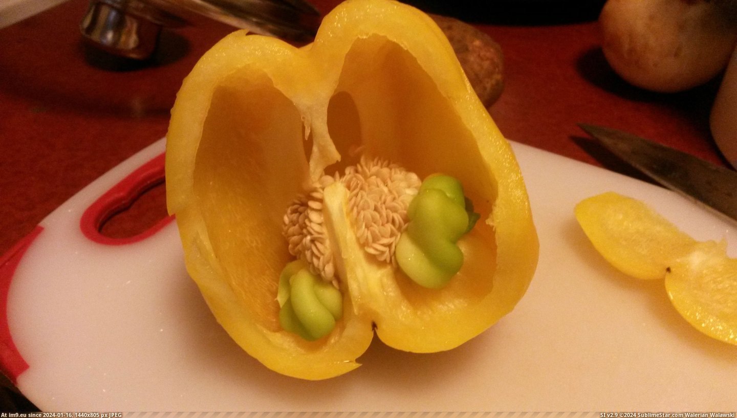 #Had #Baby #Pepper #Peppers #Growing #Bell [Mildlyinteresting] This bell pepper had baby bell peppers growing inside of it Pic. (Image of album My r/MILDLYINTERESTING favs))