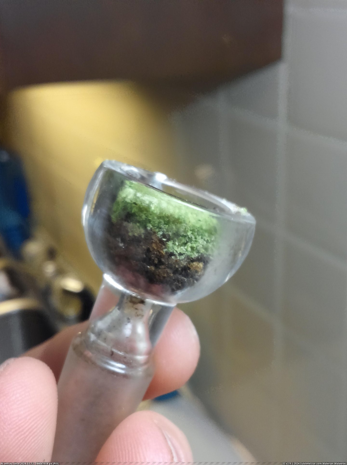 #Trees #Minecraft #Weed #Bowl [Mildlyinteresting] This bowl of weed looks like a Minecraft block [Trees] Pic. (Image of album My r/MILDLYINTERESTING favs))