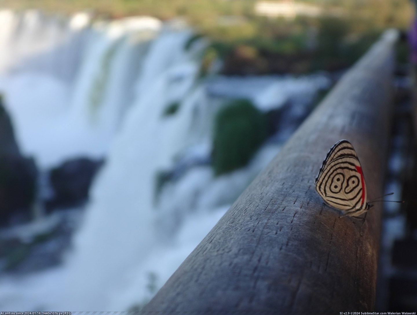 [Mildlyinteresting] This butterfly had the number 89 on its wing. (in My r/MILDLYINTERESTING favs)