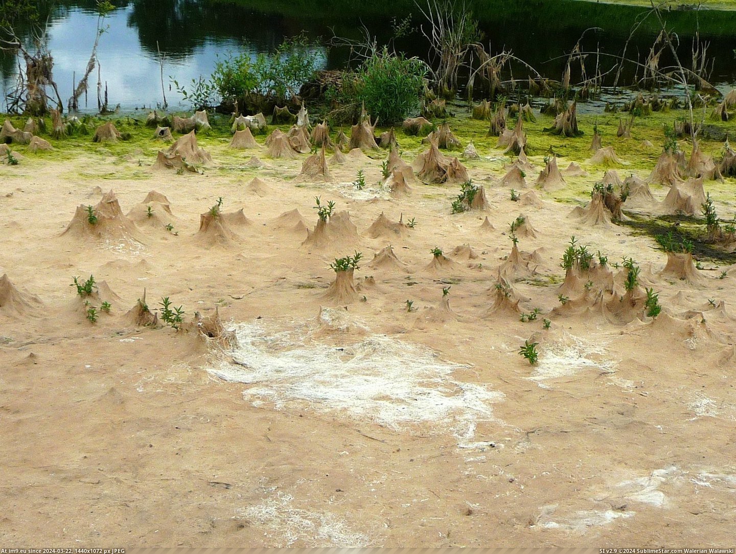#Landscape #Edge #Dried #Pond #Alien [Mildlyinteresting] This dried-up pond edge looks like an alien landscape. 1 Pic. (Bild von album My r/MILDLYINTERESTING favs))