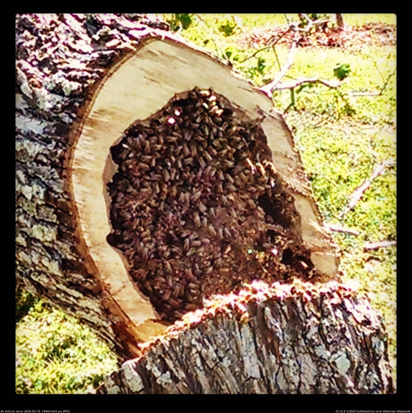 #Tree #Rotten #Hive #Bee #Hollow [Mildlyinteresting] This is what a bee hive looks like inside a hollow-rotten tree. 4 Pic. (Image of album My r/MILDLYINTERESTING favs))