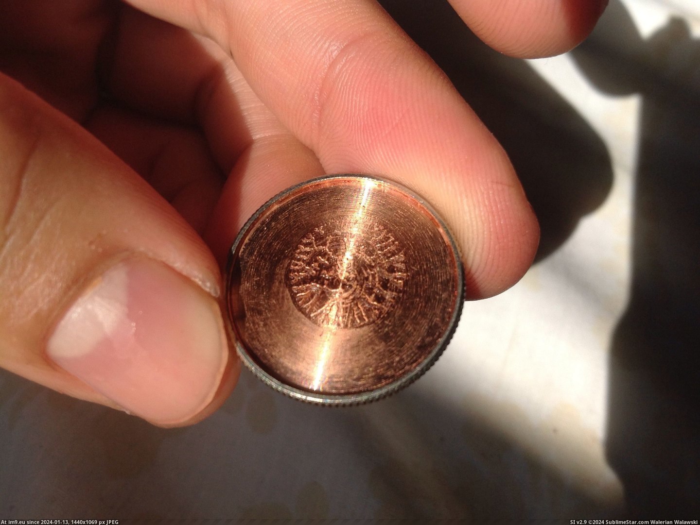 #American #Quarter #Tail [Mildlyinteresting] This is what an American Quarter looks like, without a tail. Pic. (Image of album My r/MILDLYINTERESTING favs))