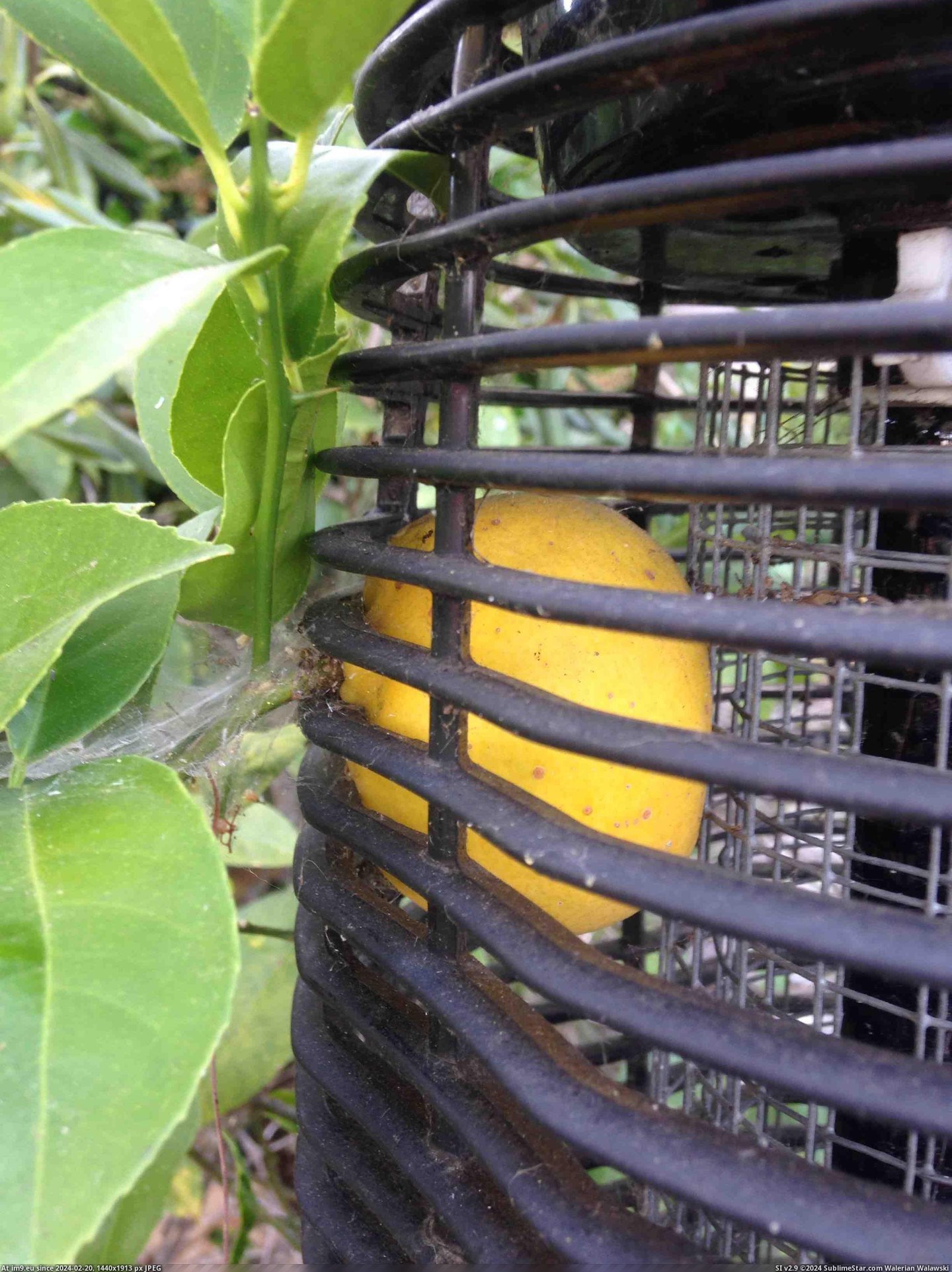 #Grew #Bug #Zapper #Lemon [Mildlyinteresting] This lemon grew inside of our bug-zapper Pic. (Image of album My r/MILDLYINTERESTING favs))