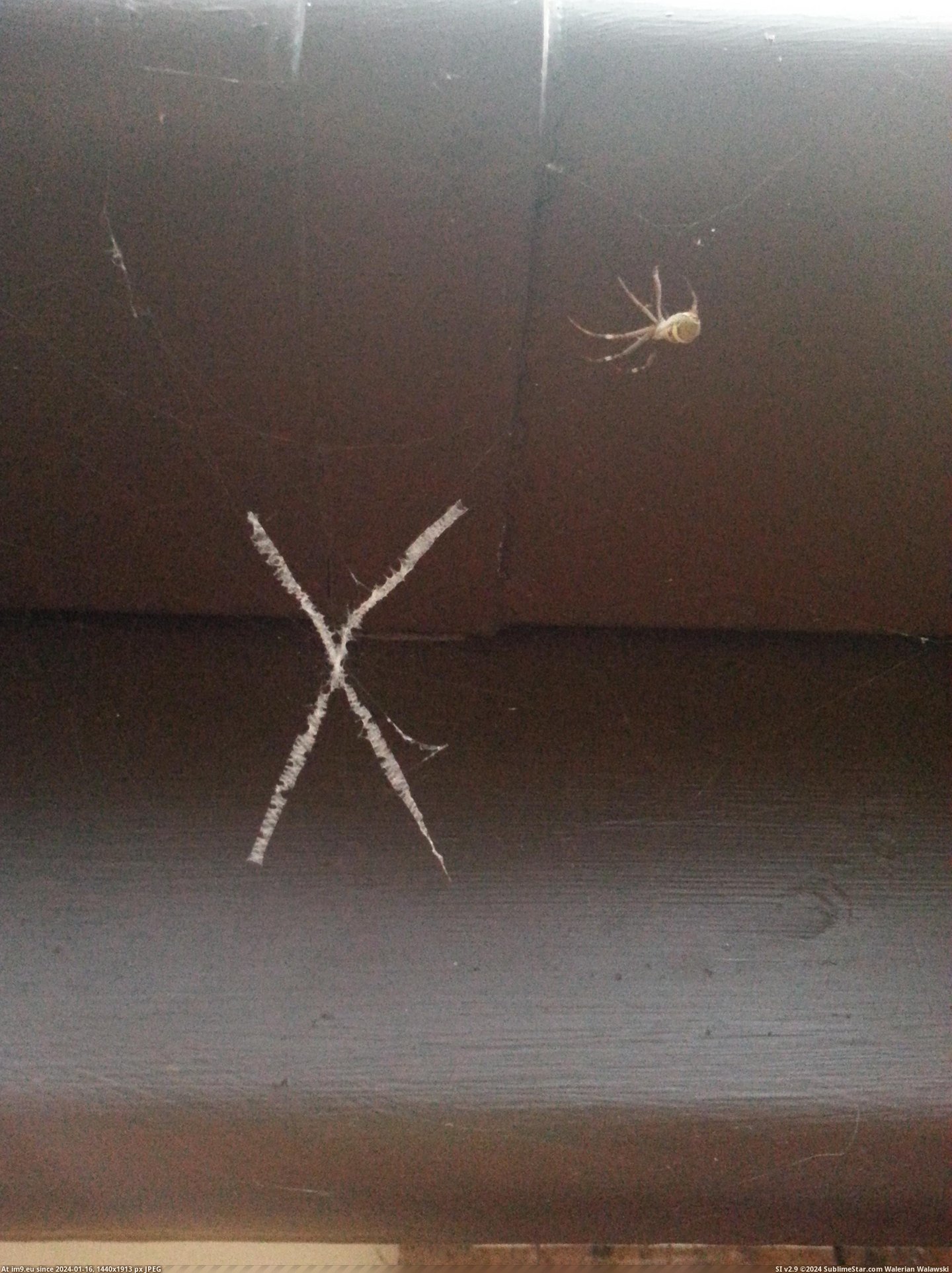#Web  #Spider [Mildlyinteresting] This spider made an X in its web. Pic. (Bild von album My r/MILDLYINTERESTING favs))