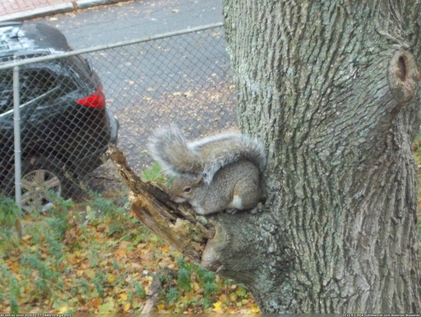 #Was #Window #Squirrel #Tail #Hat [Mildlyinteresting] This squirrel outside my window was using its tail as a hat Pic. (Bild von album My r/MILDLYINTERESTING favs))