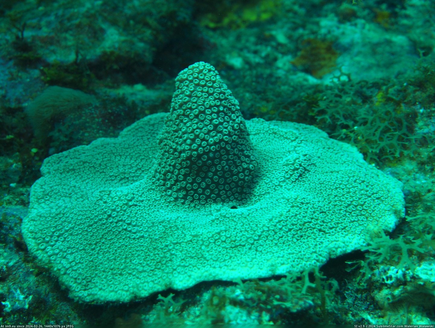 #Star #Saw #Coral #Scuba #Diving #Hat #Witch [Mildlyinteresting] This star coral I saw while SCUBA diving looks like a witch's hat. Pic. (Image of album My r/MILDLYINTERESTING favs))