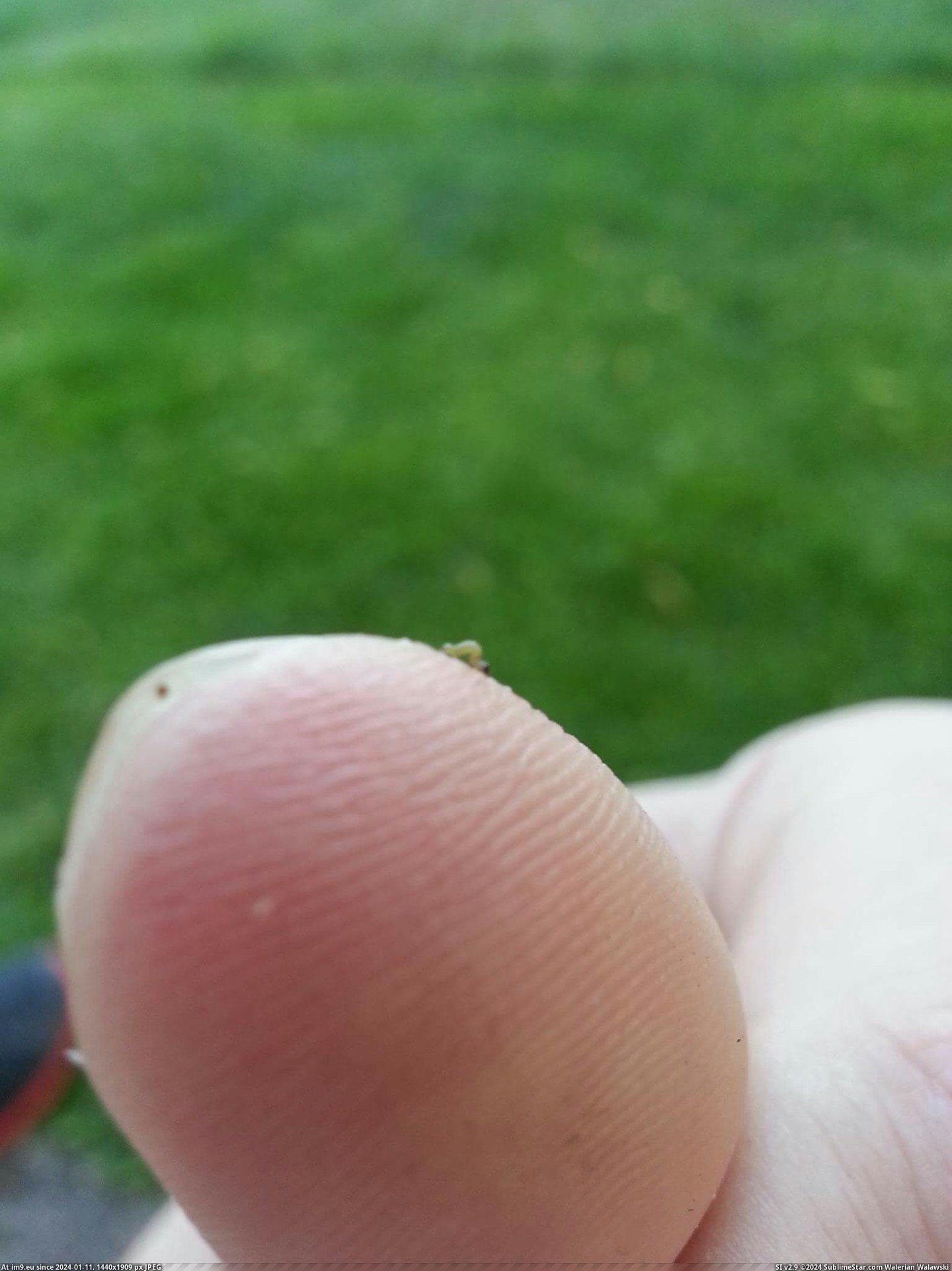 [Mildlyinteresting] This tiny inchworm I found (in My r/MILDLYINTERESTING favs)